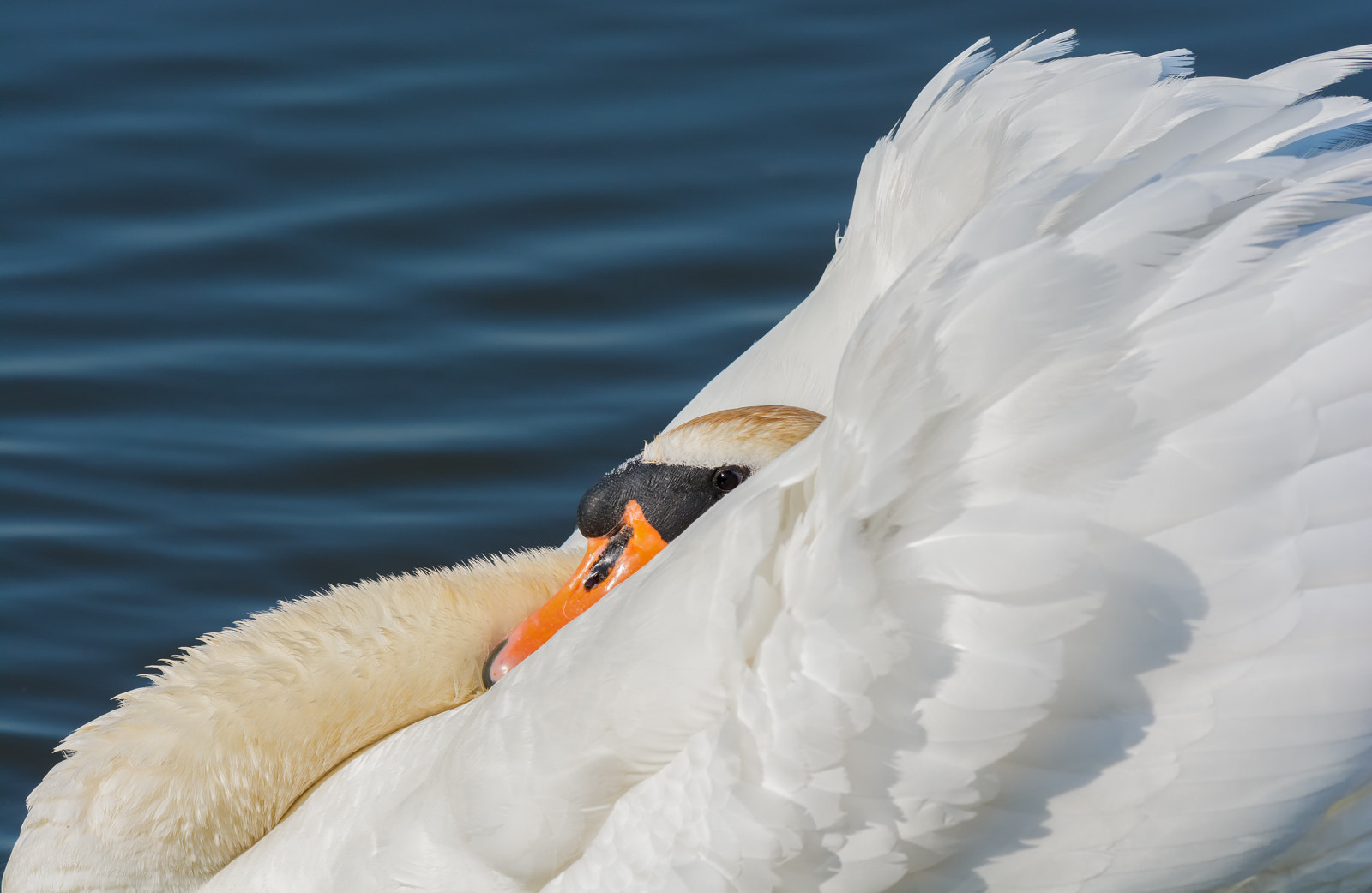 Nikon D7100 + Nikon AF-S Nikkor 500mm F4G ED VR sample photo. Knobbelzwaan - mute swan photography