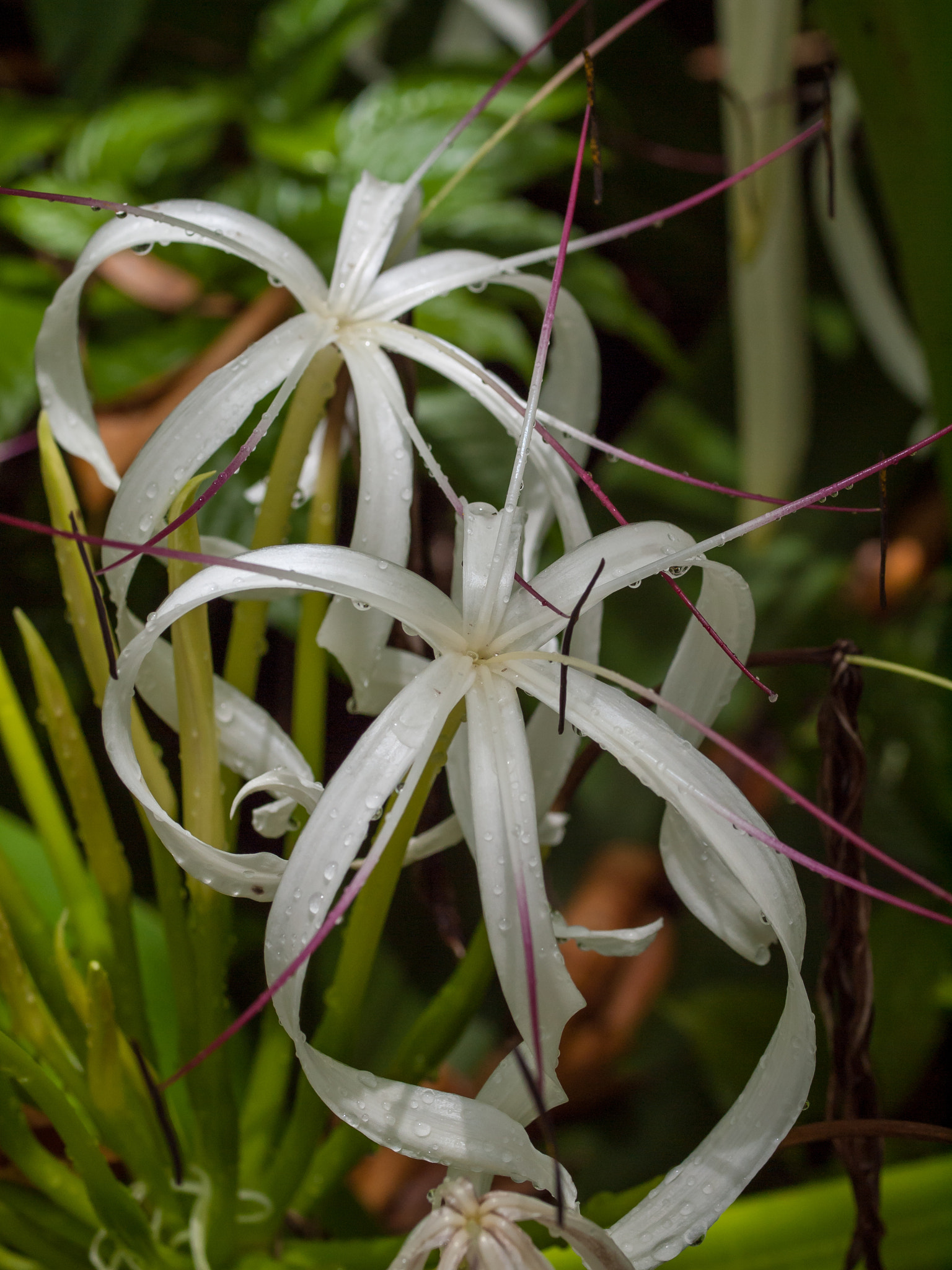 Olympus E-620 (EVOLT E-620) + OLYMPUS 50mm Lens sample photo. The crinum lily (crinum asiaticum) photography