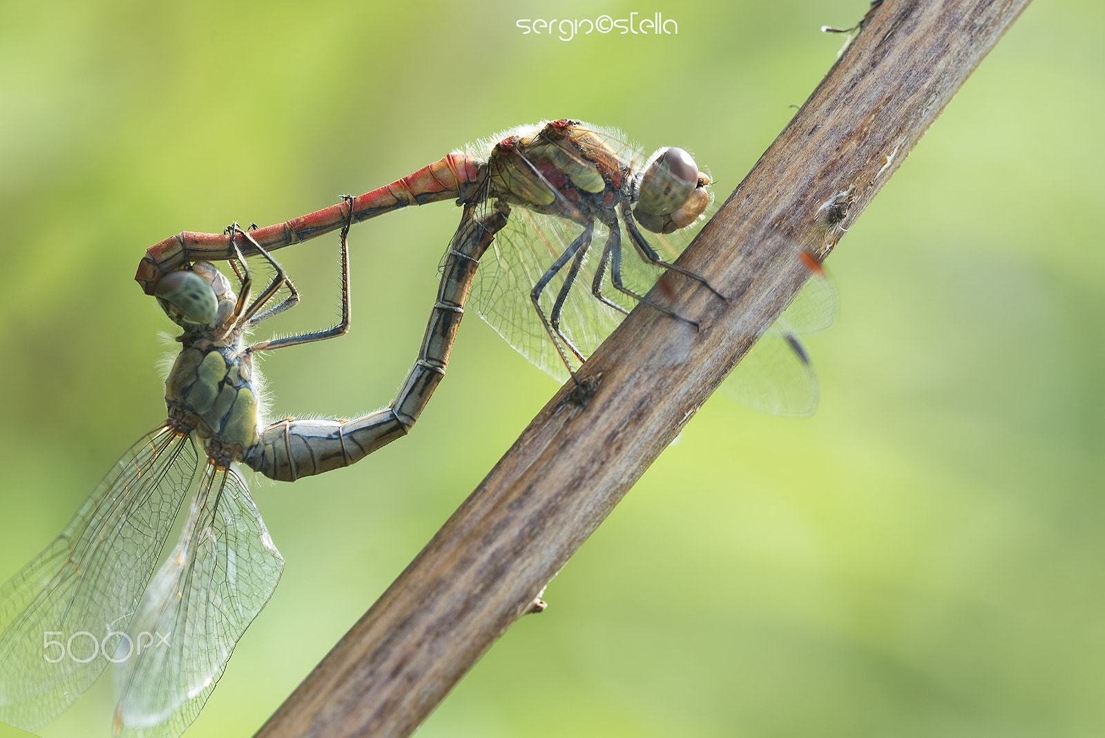 Sigma 150mm F2.8 EX DG Macro HSM sample photo. Sympetrum striolatum copula__ photography
