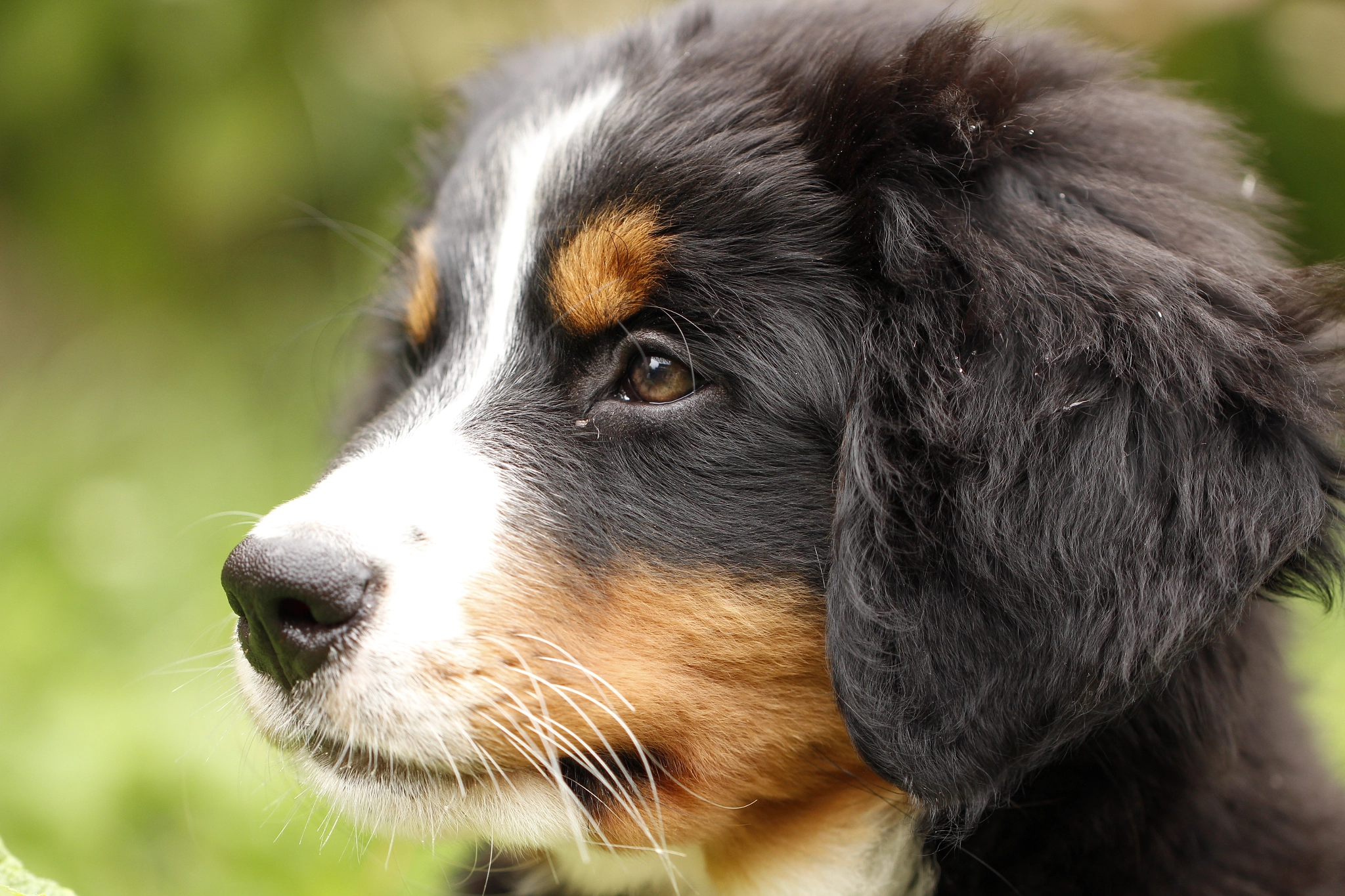 Canon EOS 700D (EOS Rebel T5i / EOS Kiss X7i) + Canon EF 100mm F2.8L Macro IS USM sample photo. Ronja photography