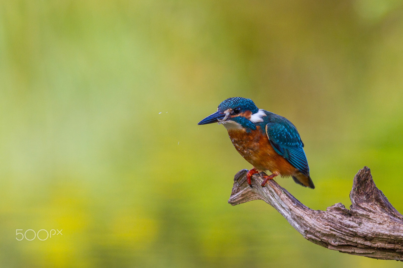 Canon EF 100-400mm F4.5-5.6L IS USM sample photo. Kingfisher (alcedo atthis) photography