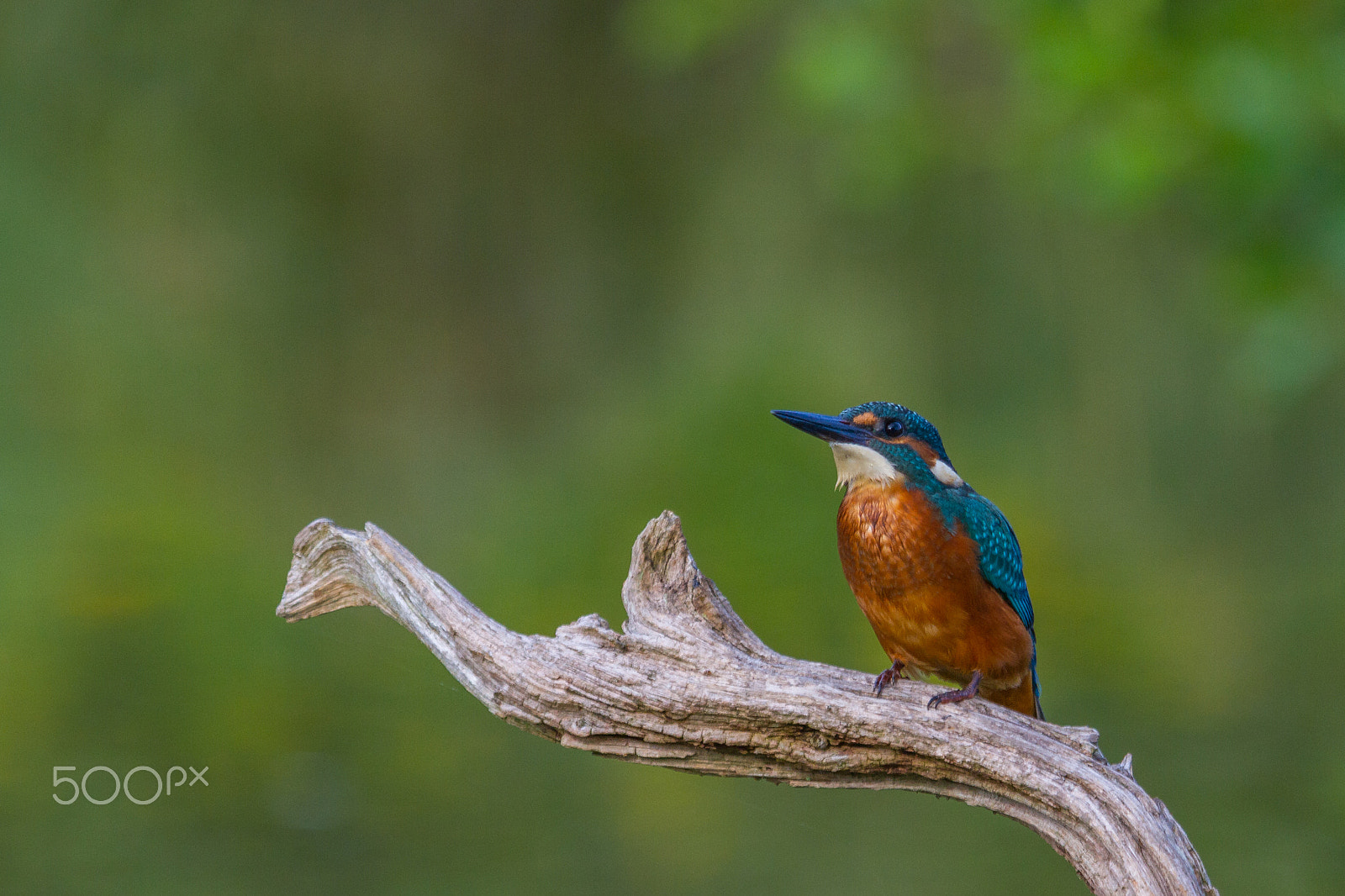Canon EF 100-400mm F4.5-5.6L IS USM sample photo. Kingfisher (alcedo atthis) photography