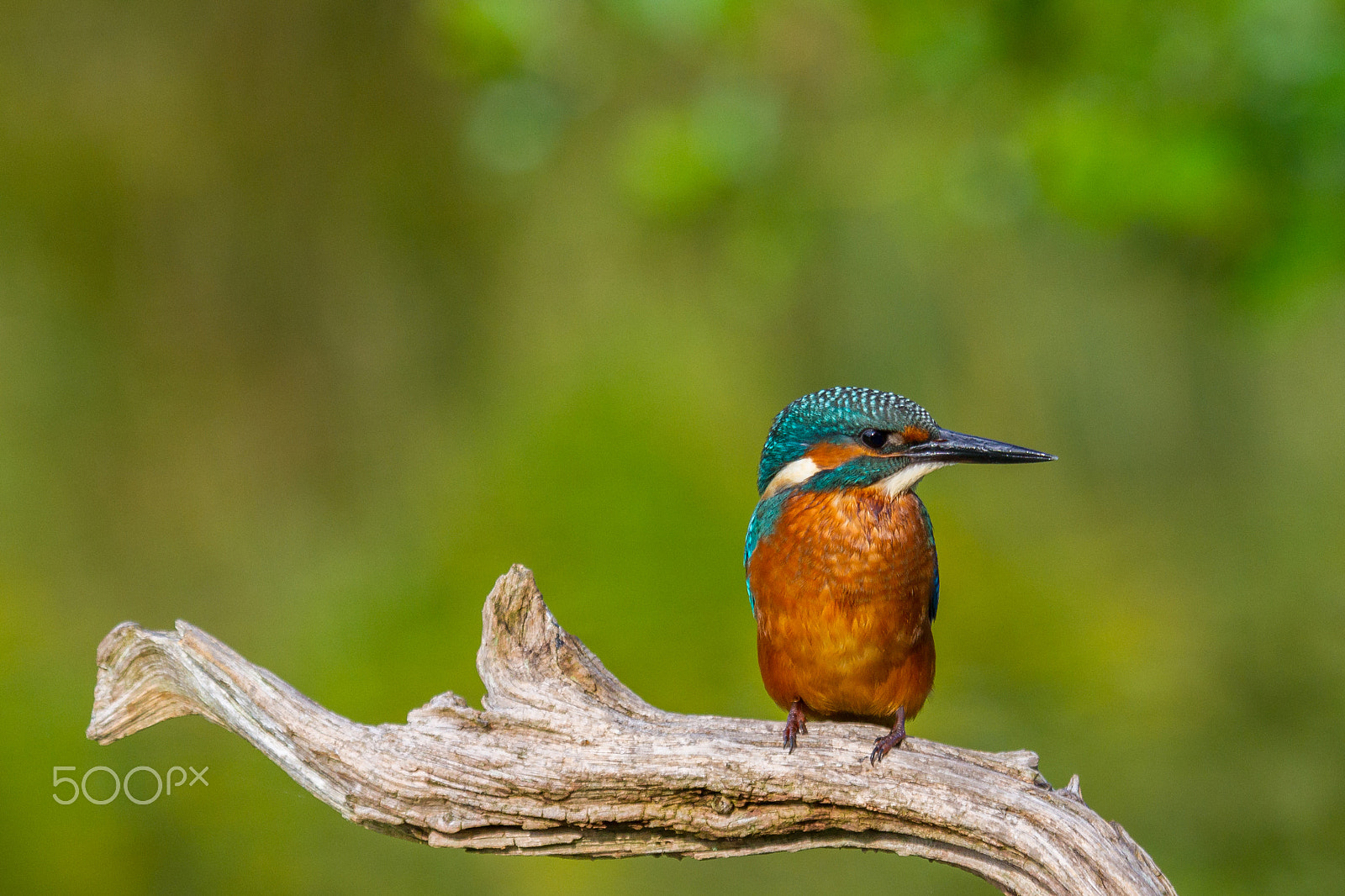 Canon EF 100-400mm F4.5-5.6L IS USM sample photo. Kingfisher (alcedo atthis) photography