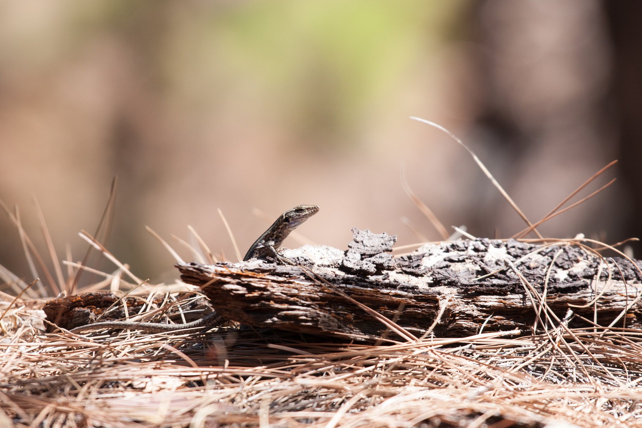 Canon EOS 40D sample photo. Lizard, la palma photography