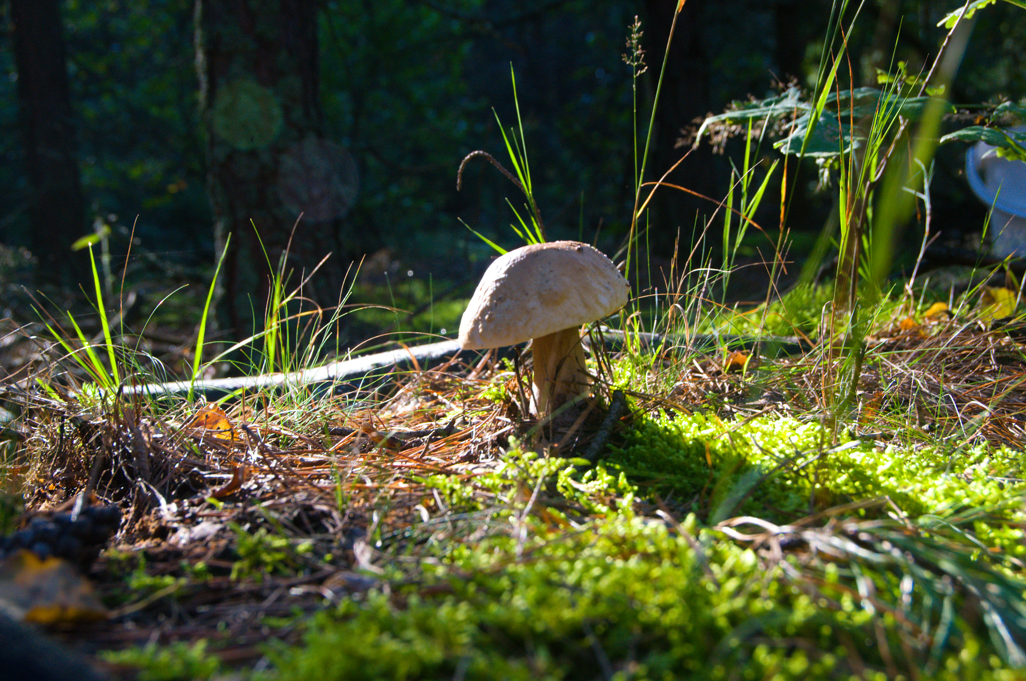 Nikon D3100 sample photo. Boletus edulis photography