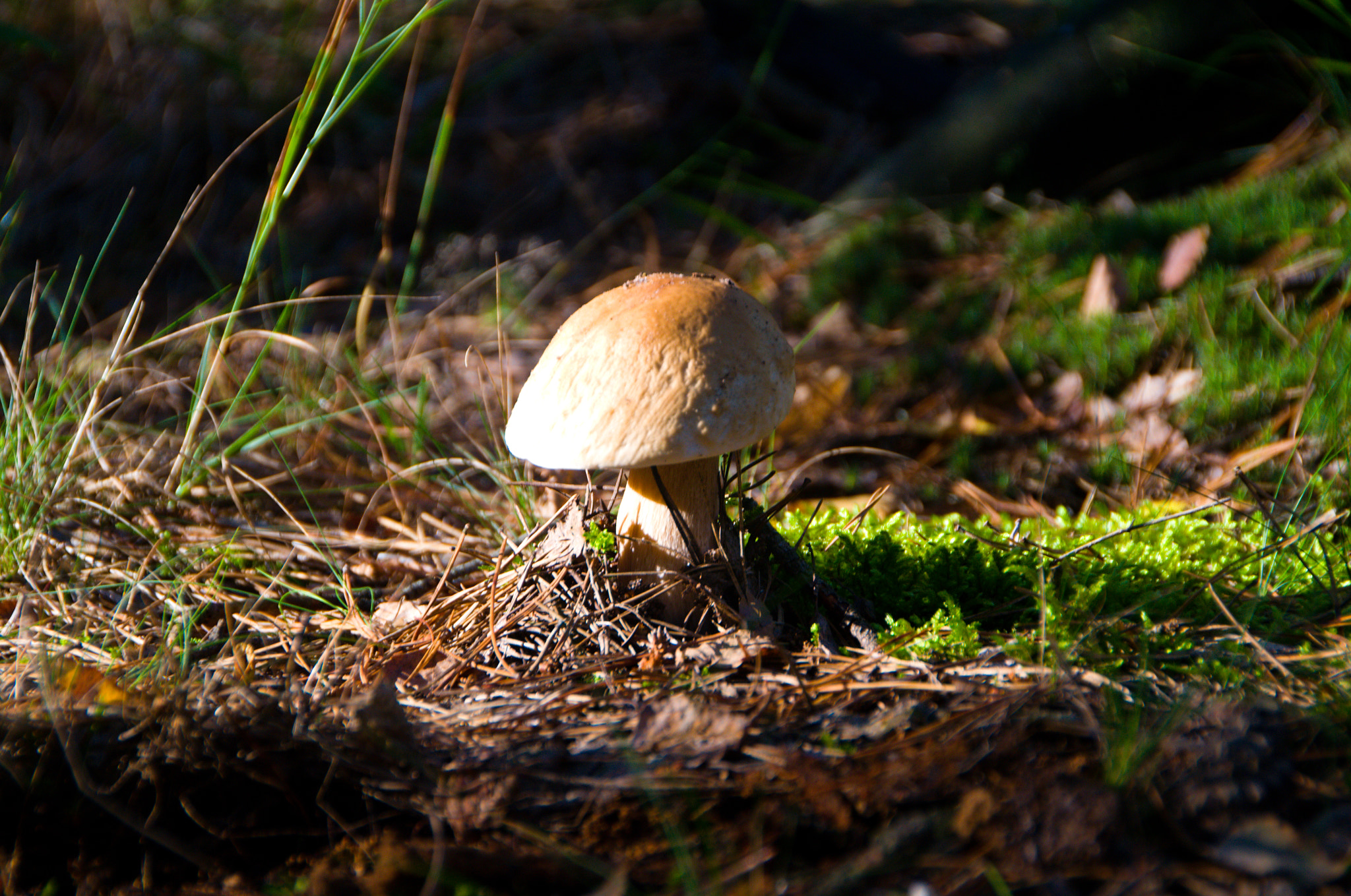 Nikon D3100 + Sigma 18-250mm F3.5-6.3 DC OS HSM sample photo. Mushroom photography