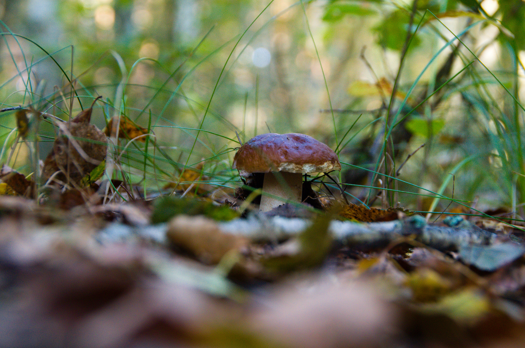 Nikon D3100 sample photo. Mushroom photography