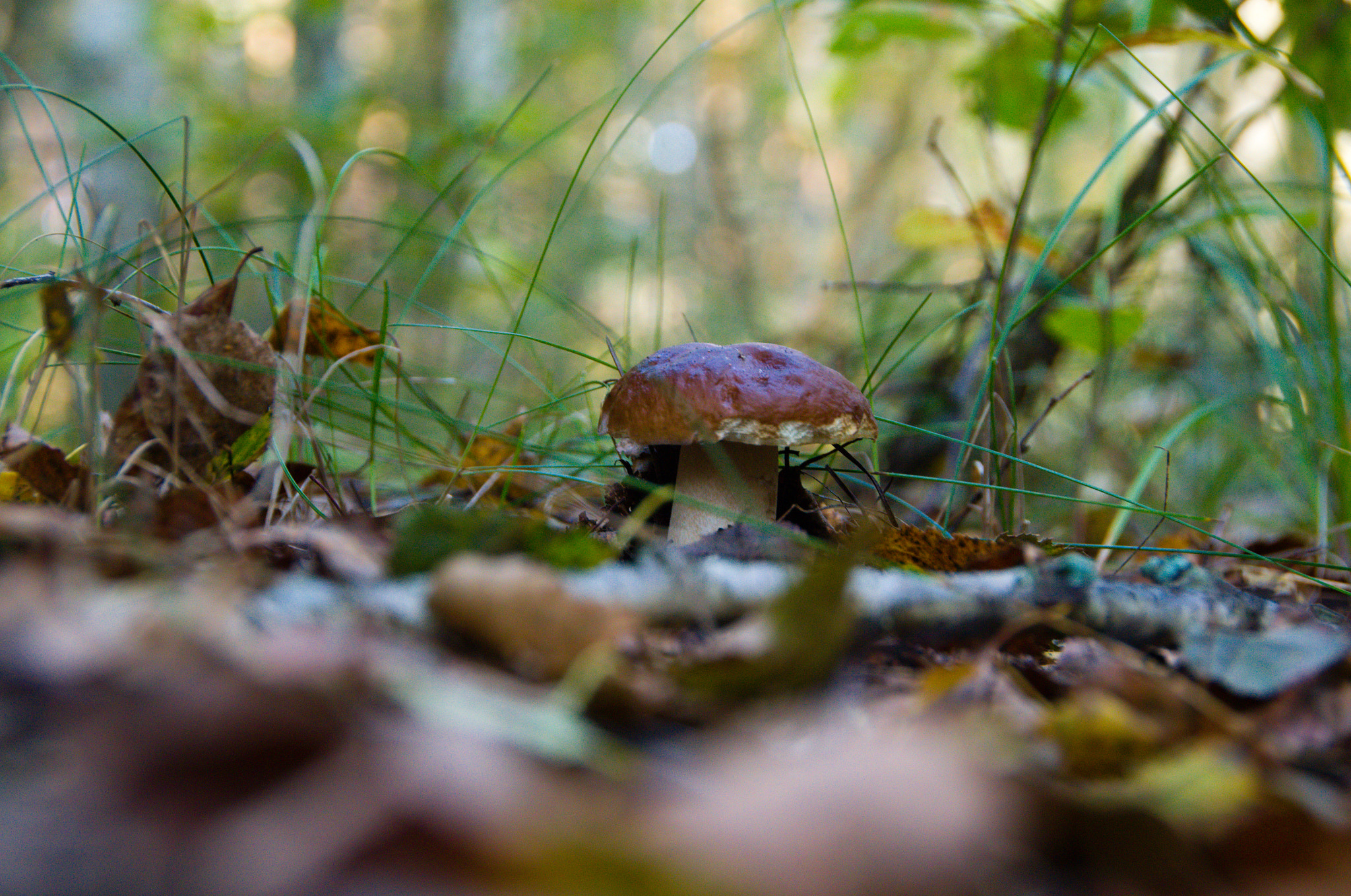 Nikon D3100 + Sigma 18-250mm F3.5-6.3 DC OS HSM sample photo. Mushroom photography