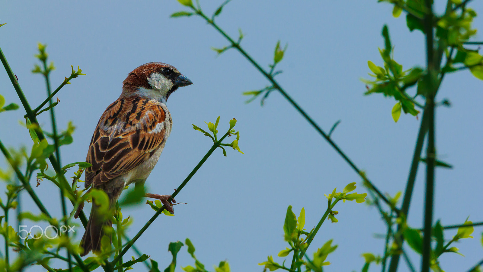 Sigma 150-600mm F5-6.3 DG OS HSM | C sample photo. Song bird! photography