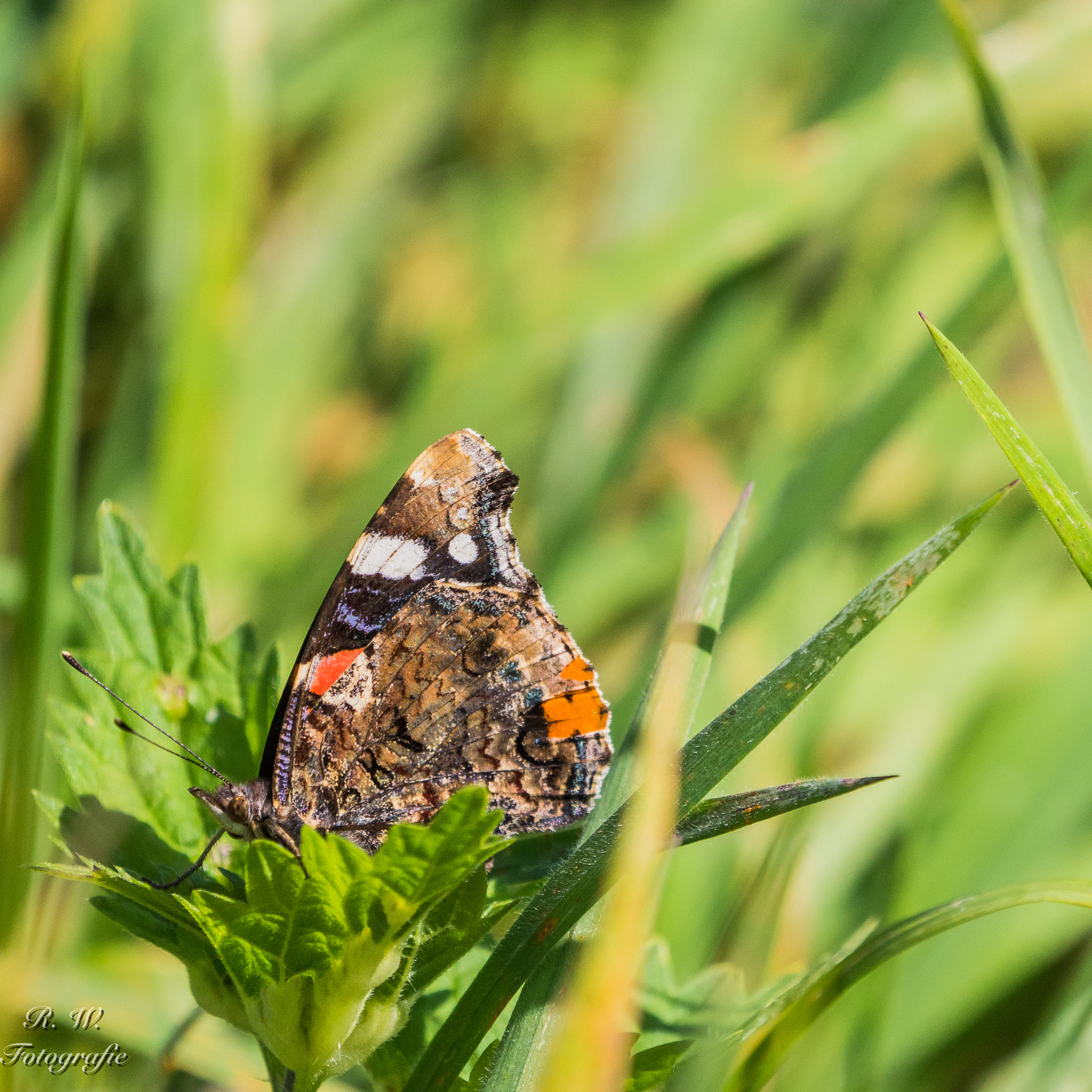 Panasonic Lumix DMC-GH3 + LEICA DG 100-400/F4.0-6.3 sample photo. Schmetterling photography