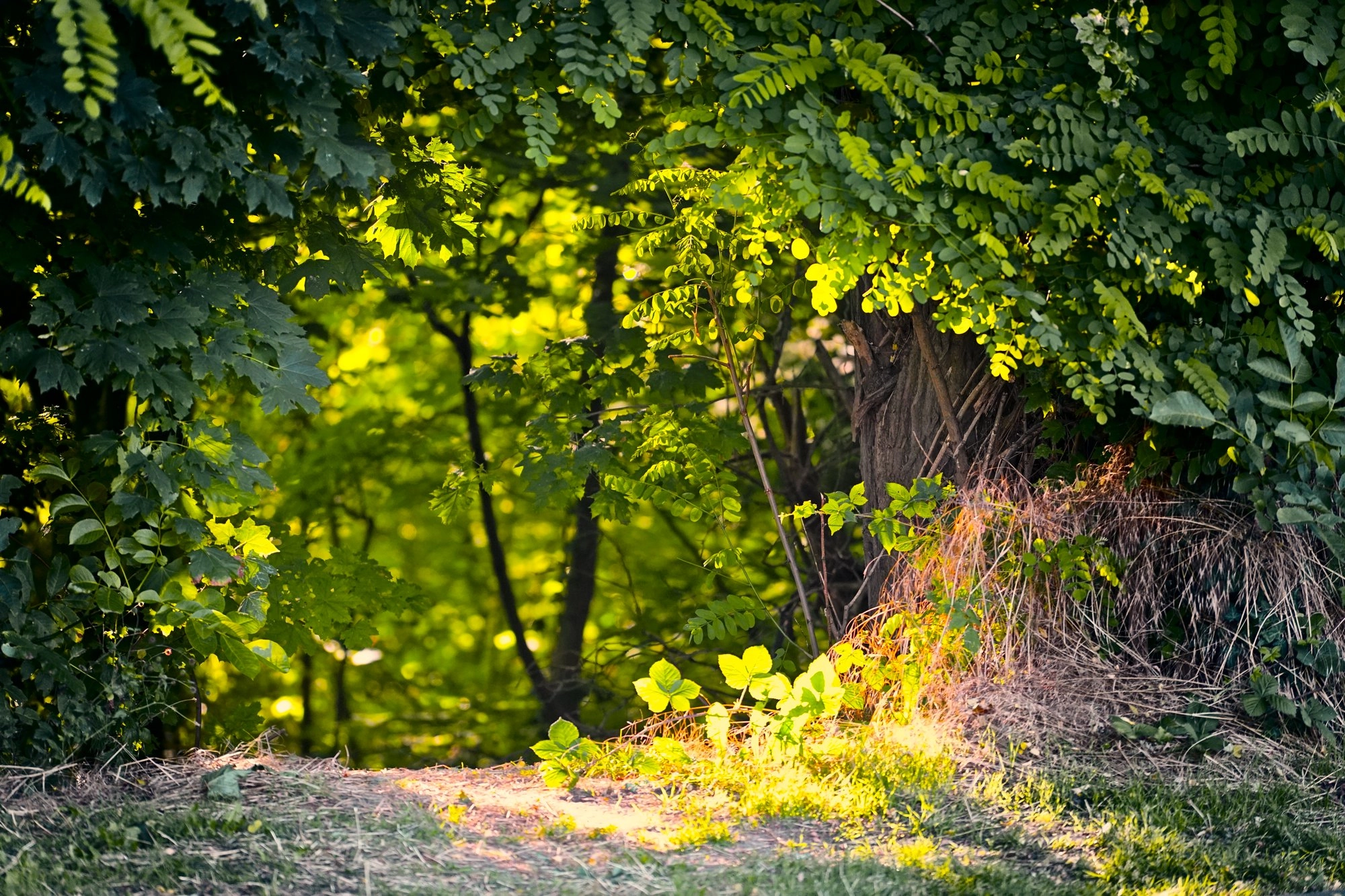 Sony FE 70-200mm F4 G OSS sample photo. Passage photography