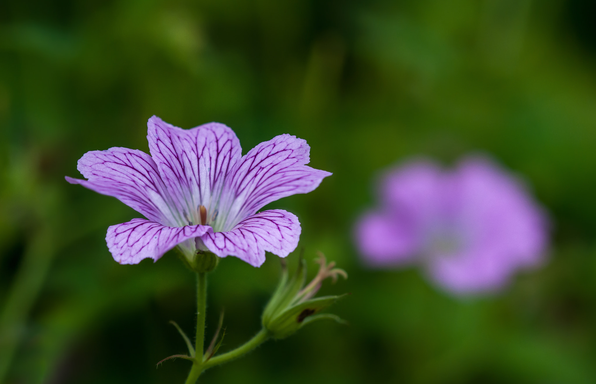 Sigma 105mm F2.8 EX DG OS HSM sample photo. Violet photography