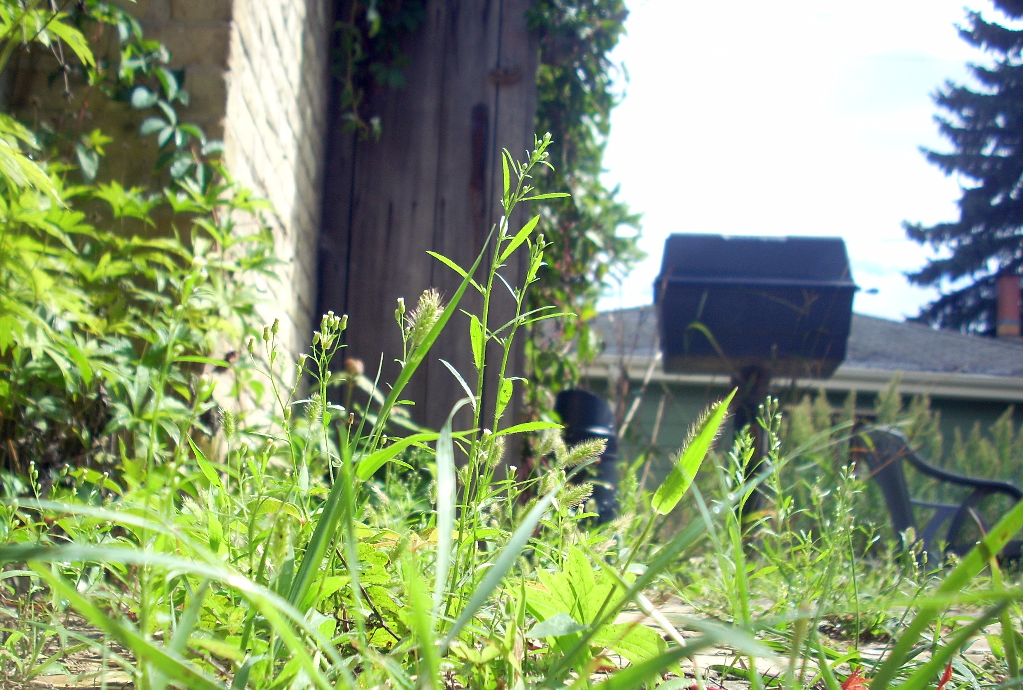 Nikon COOLPIX L11 sample photo. Weeds photography