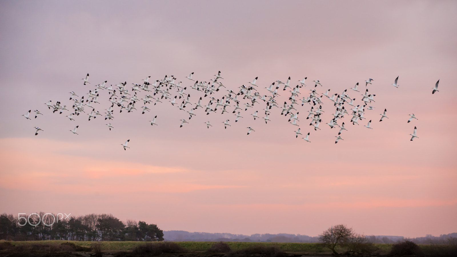 Sigma 50-500mm F4.5-6.3 DG OS HSM sample photo. Avocets at sunrise photography
