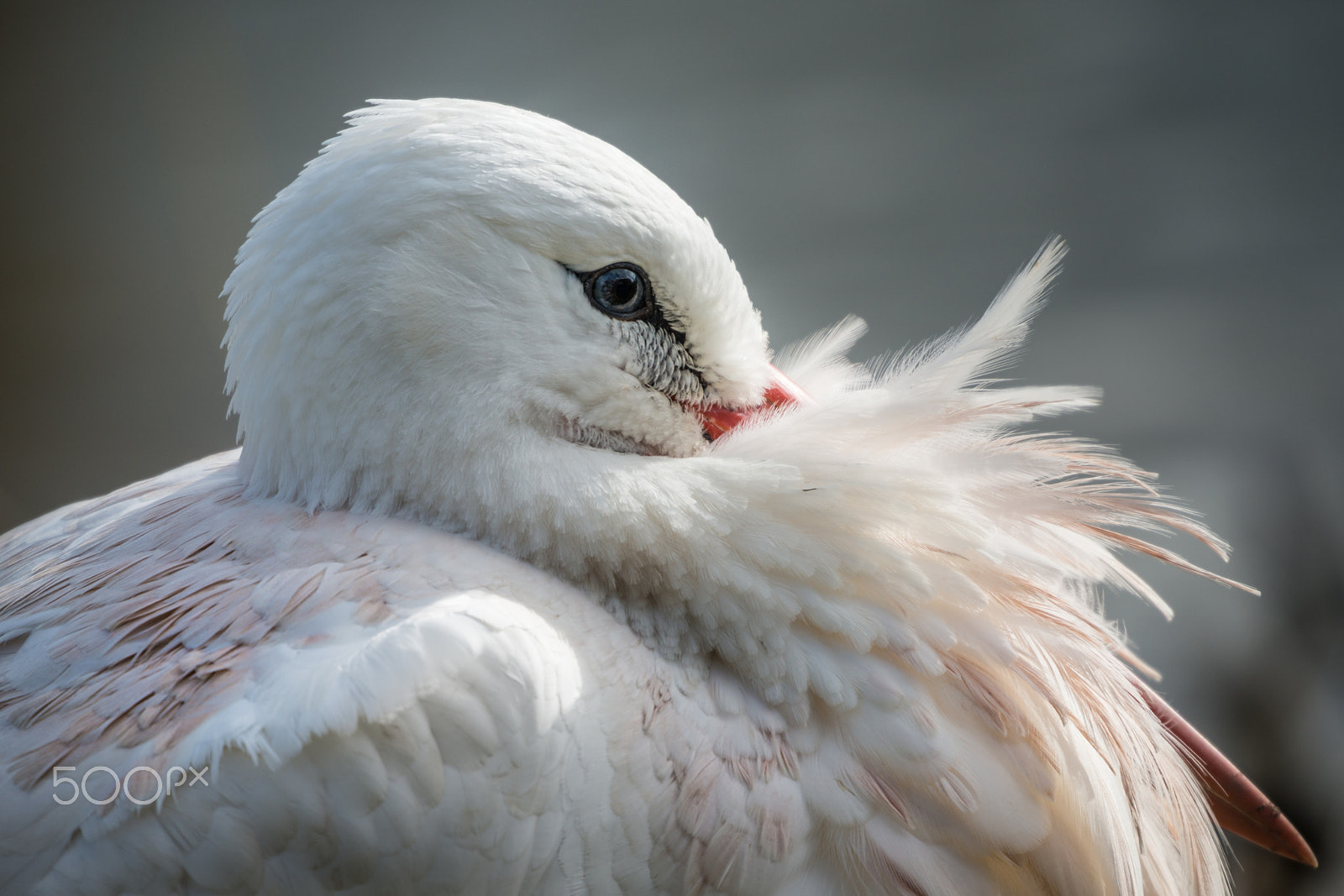 Nikon D800 + Sigma 50-500mm F4.5-6.3 DG OS HSM sample photo. White stork close up photography