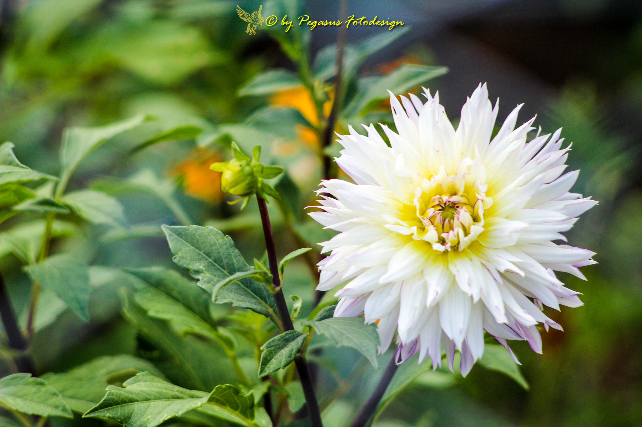 Canon EF 35-80mm f/4-5.6 sample photo. Tolle blüte  photography
