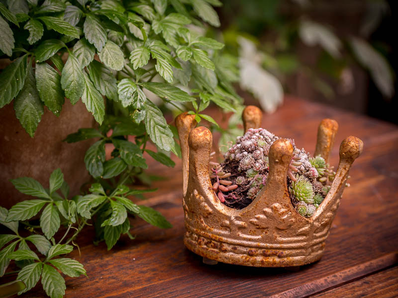 Panasonic Lumix G X Vario 35-100mm F2.8 OIS sample photo. Golden crown. photography