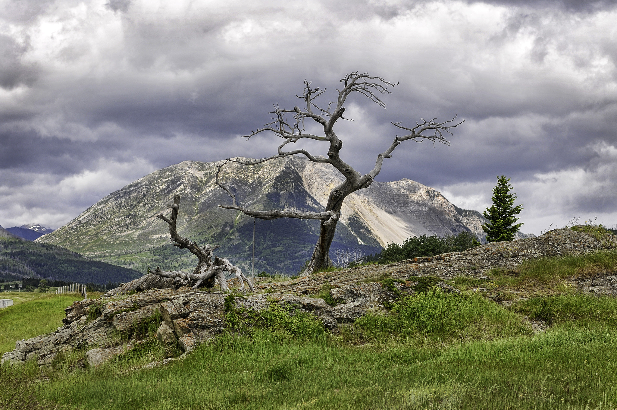Nikon D300S + Nikon AF-S Nikkor 50mm F1.4G sample photo. Burmis tree photography