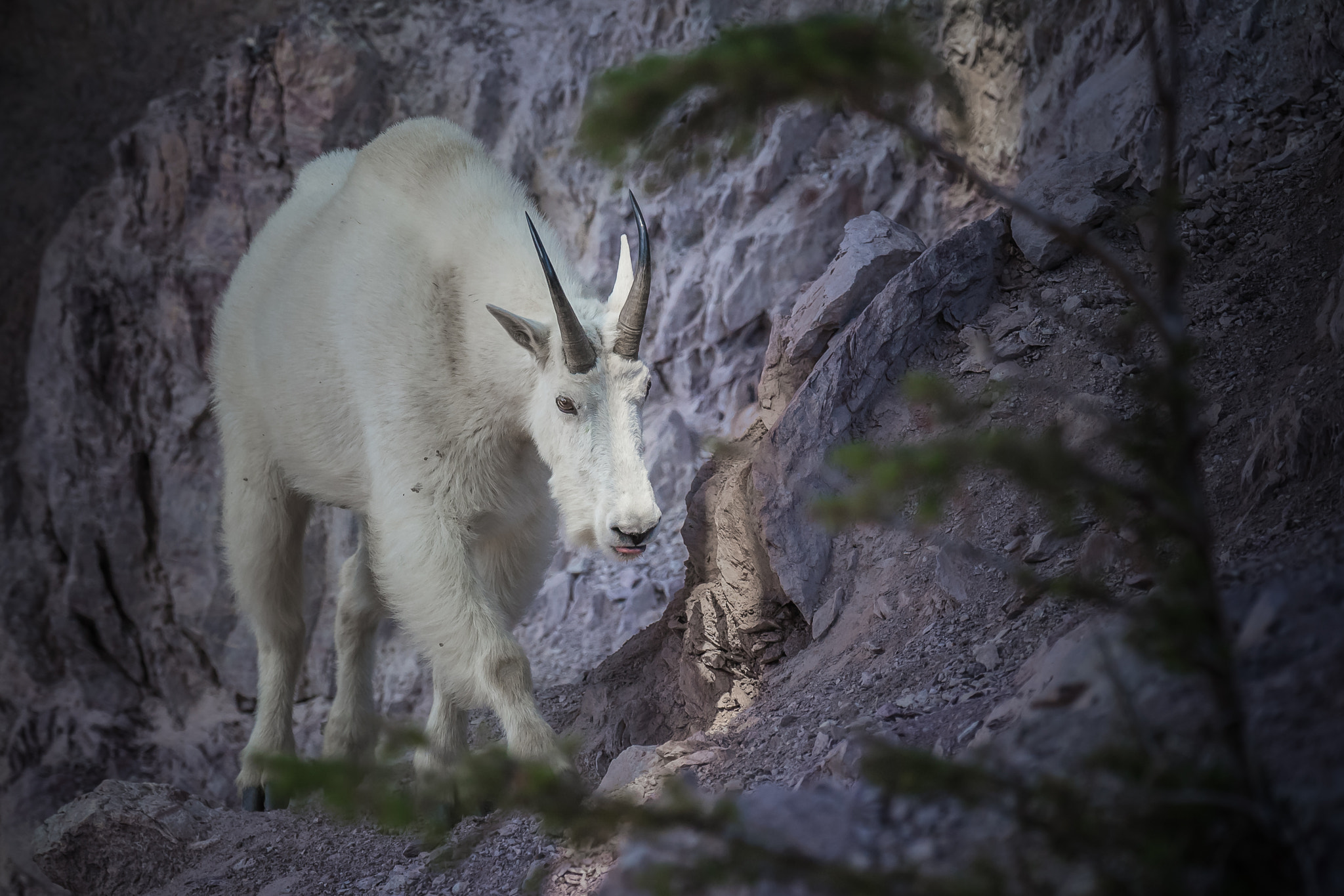 Nikon AF-S Nikkor 500mm F4G ED VR sample photo. Solitary motion photography