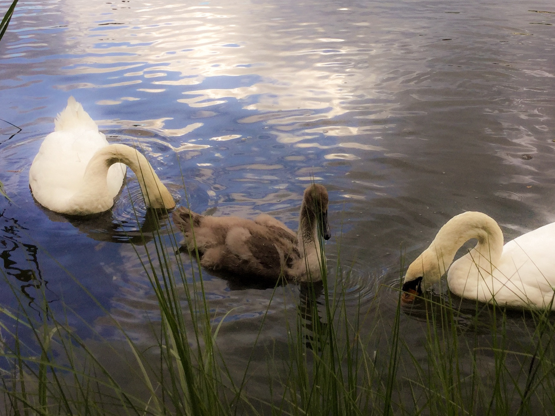 iPad Air 2 back camera 3.3mm f/2.4 sample photo. 'the missing cahildren at the pond' (~ in loving memory<3 ) photography