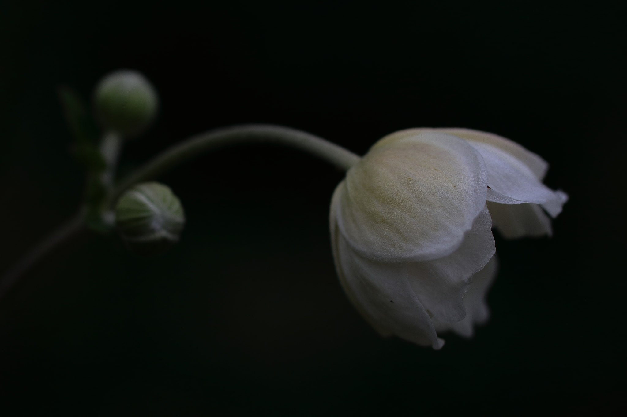 Canon EOS 80D + Canon EF 100mm F2.8L Macro IS USM sample photo. Anemone_0625 photography