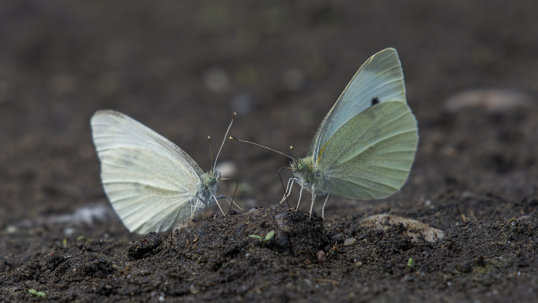 Nikon AF-S Nikkor 200-500mm F5.6E ED VR sample photo. Couple photography