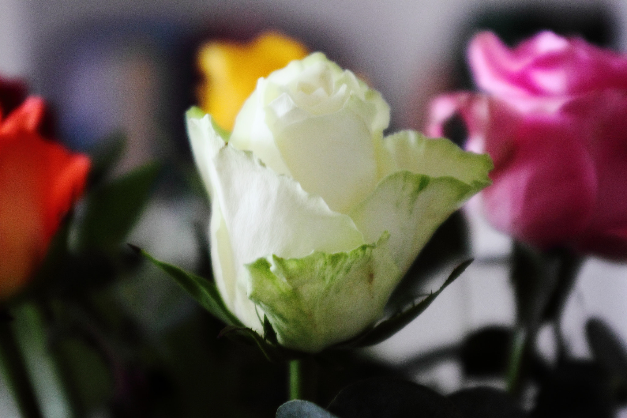Canon EF 28-80mm f/2.8-4L sample photo. Rossa photography