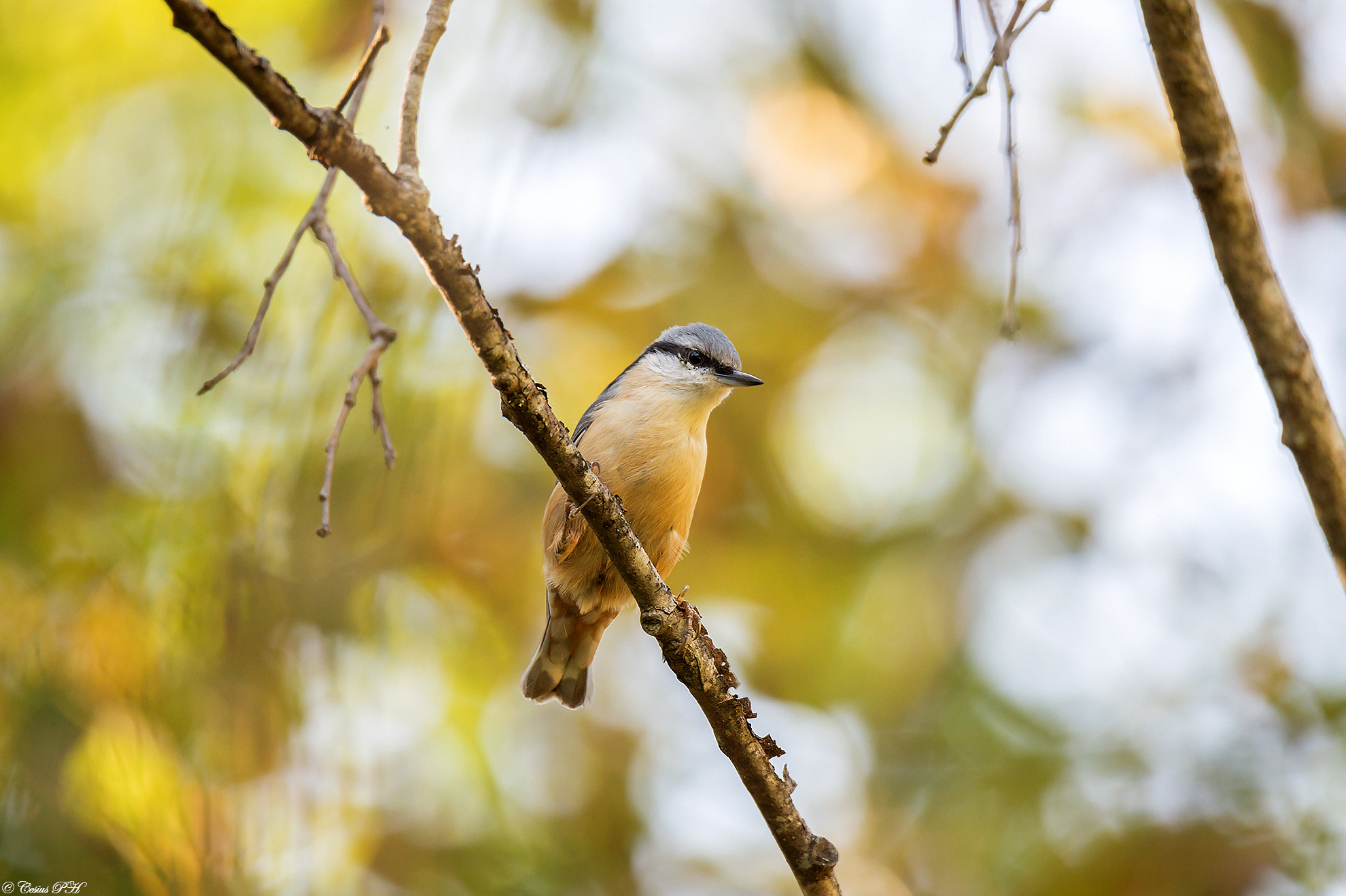 Nikon D4 sample photo. Bird photography