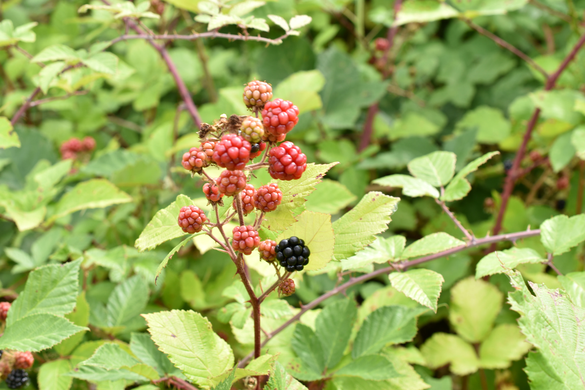 Nikon AF-S DX Micro Nikkor 40mm F2.8 sample photo. Just aside the road nature offers beautiful fruit  ... photography