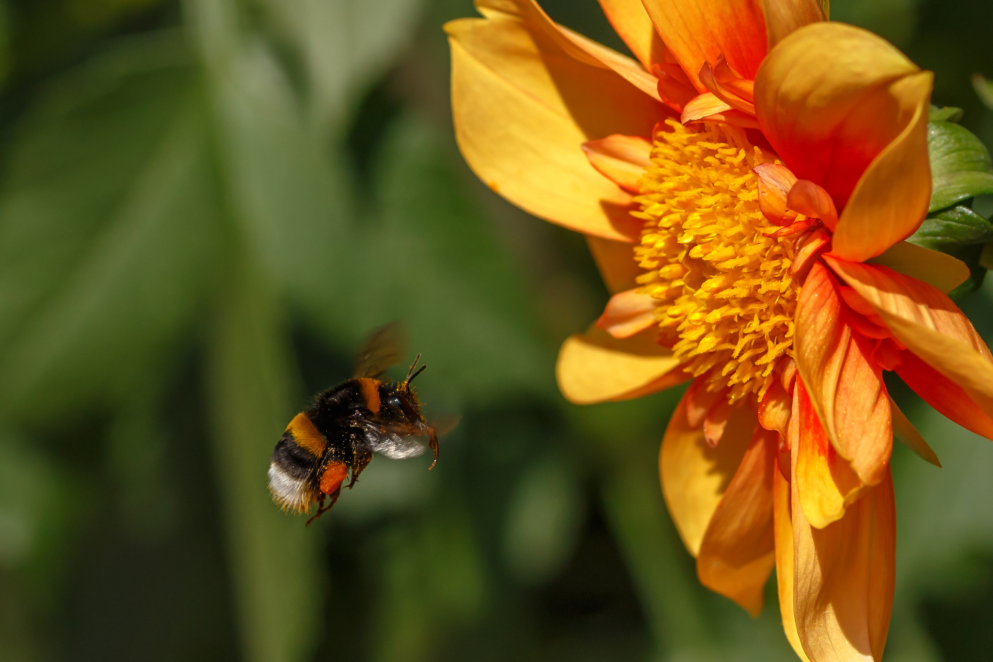 Tamron SP AF 90mm F2.8 Di Macro sample photo. Bumblebee

 photography
