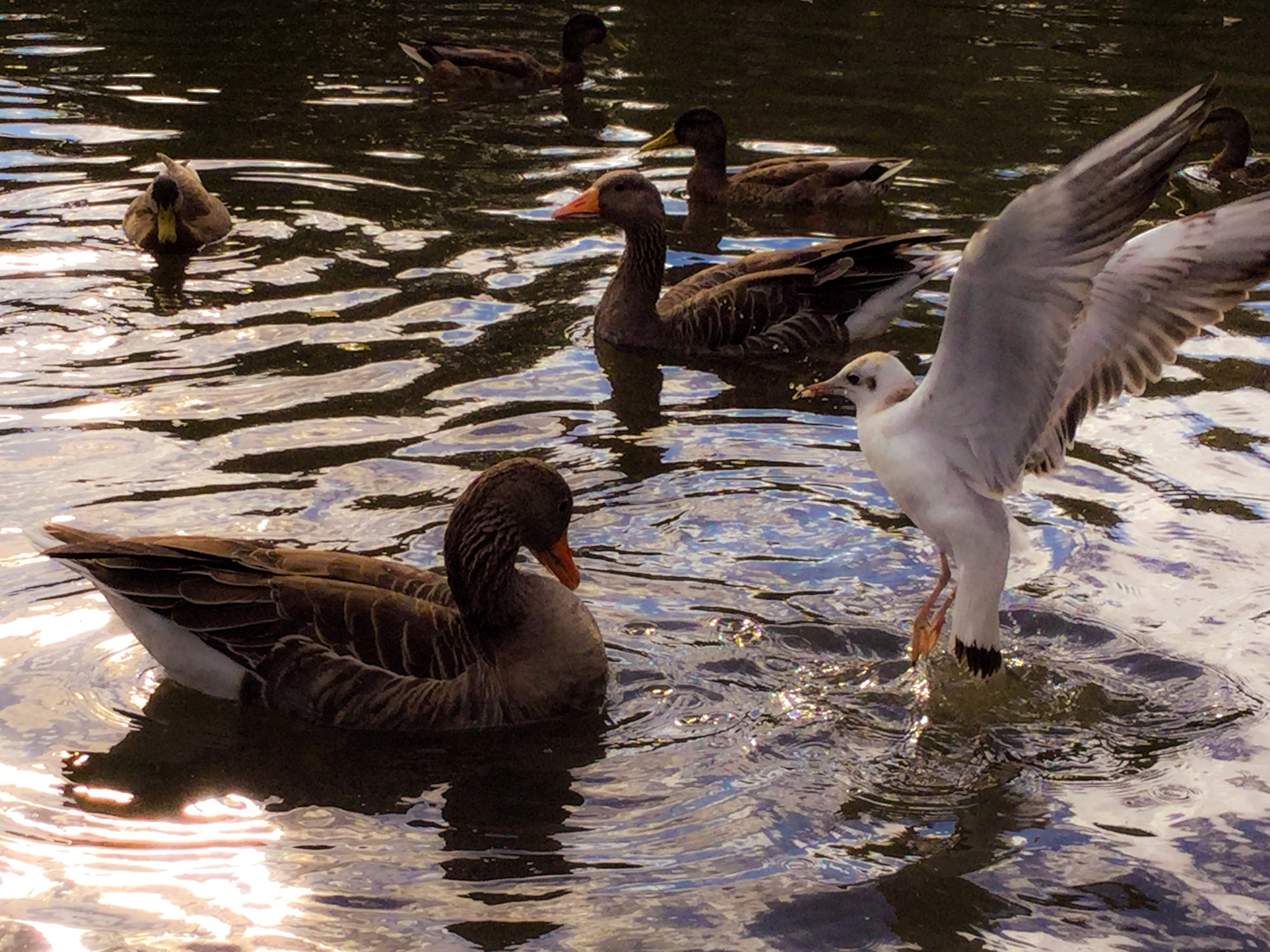 iPad Air 2 back camera 3.3mm f/2.4 sample photo. 'caught...' photography