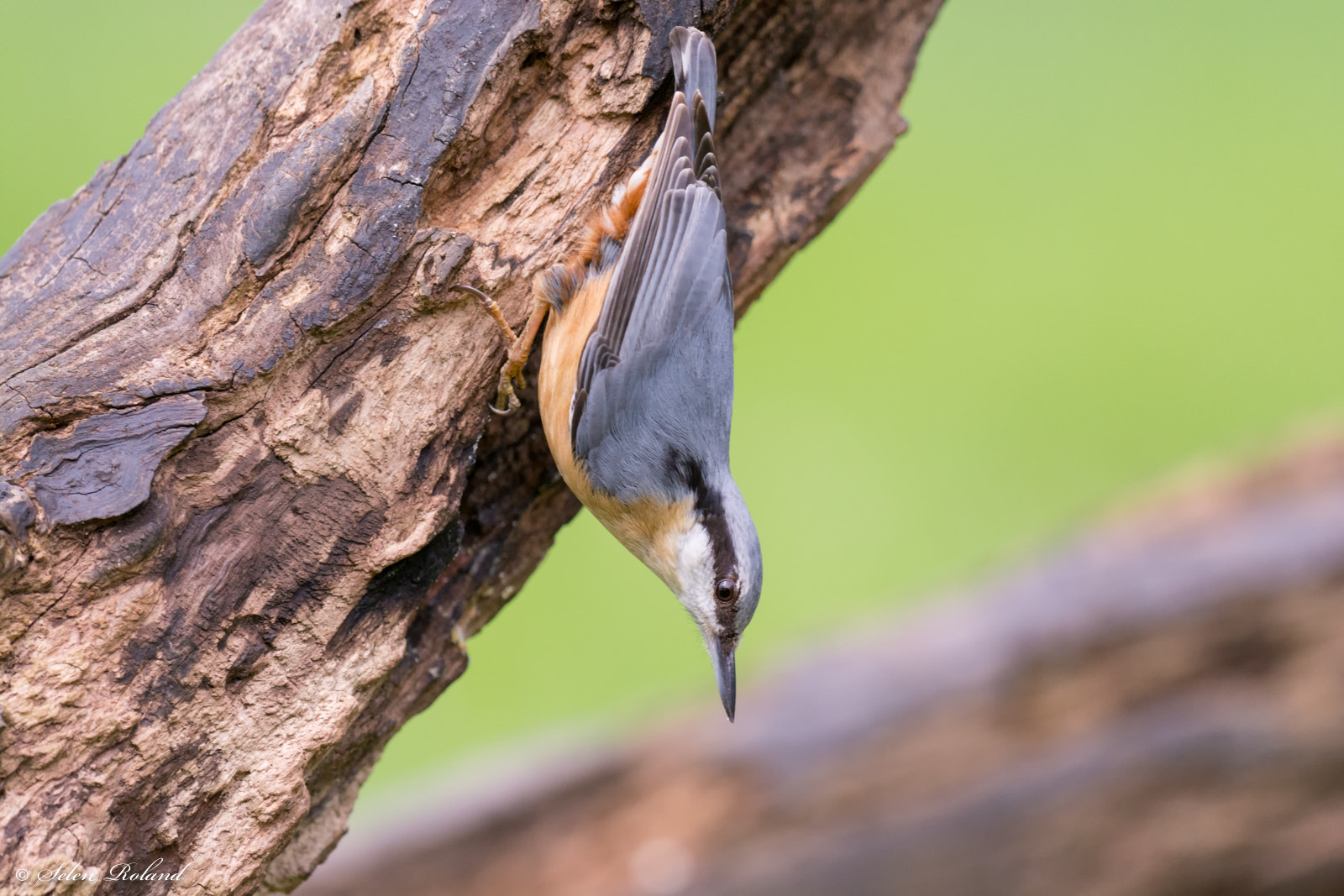 Nikon D7100 + Nikon AF-S Nikkor 500mm F4G ED VR sample photo. Boomklever - nuthatch photography