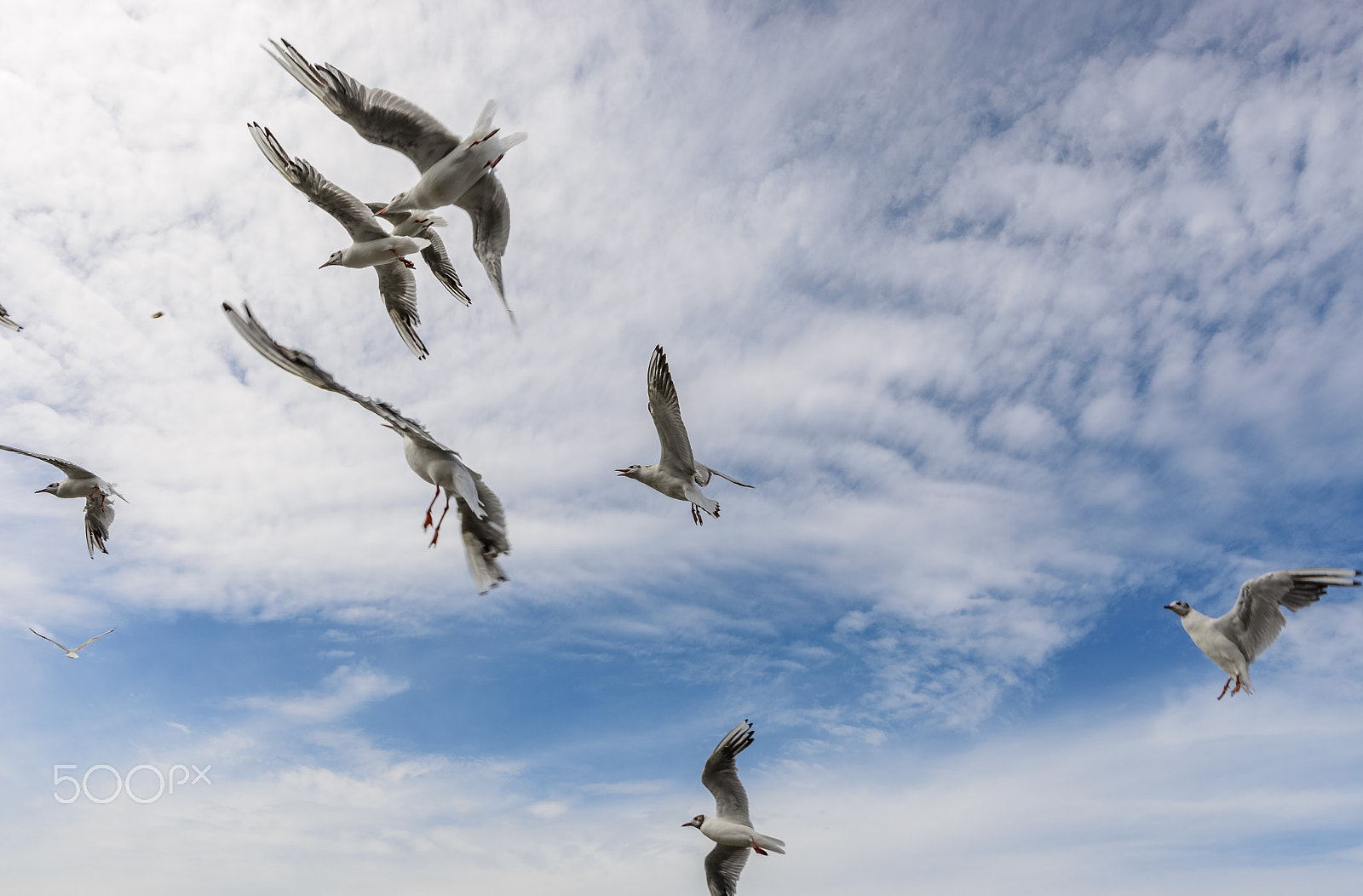 Nikon AF-S Nikkor 14-24mm F2.8G ED sample photo. Seagulls photography