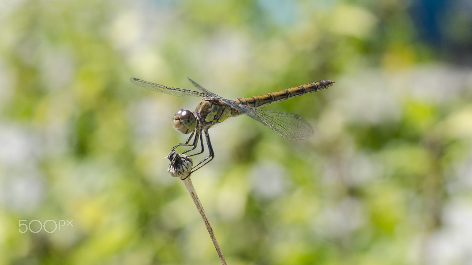 Nikon D5100 + Sigma 70mm F2.8 EX DG Macro sample photo. Dsc_0070.jpg photography