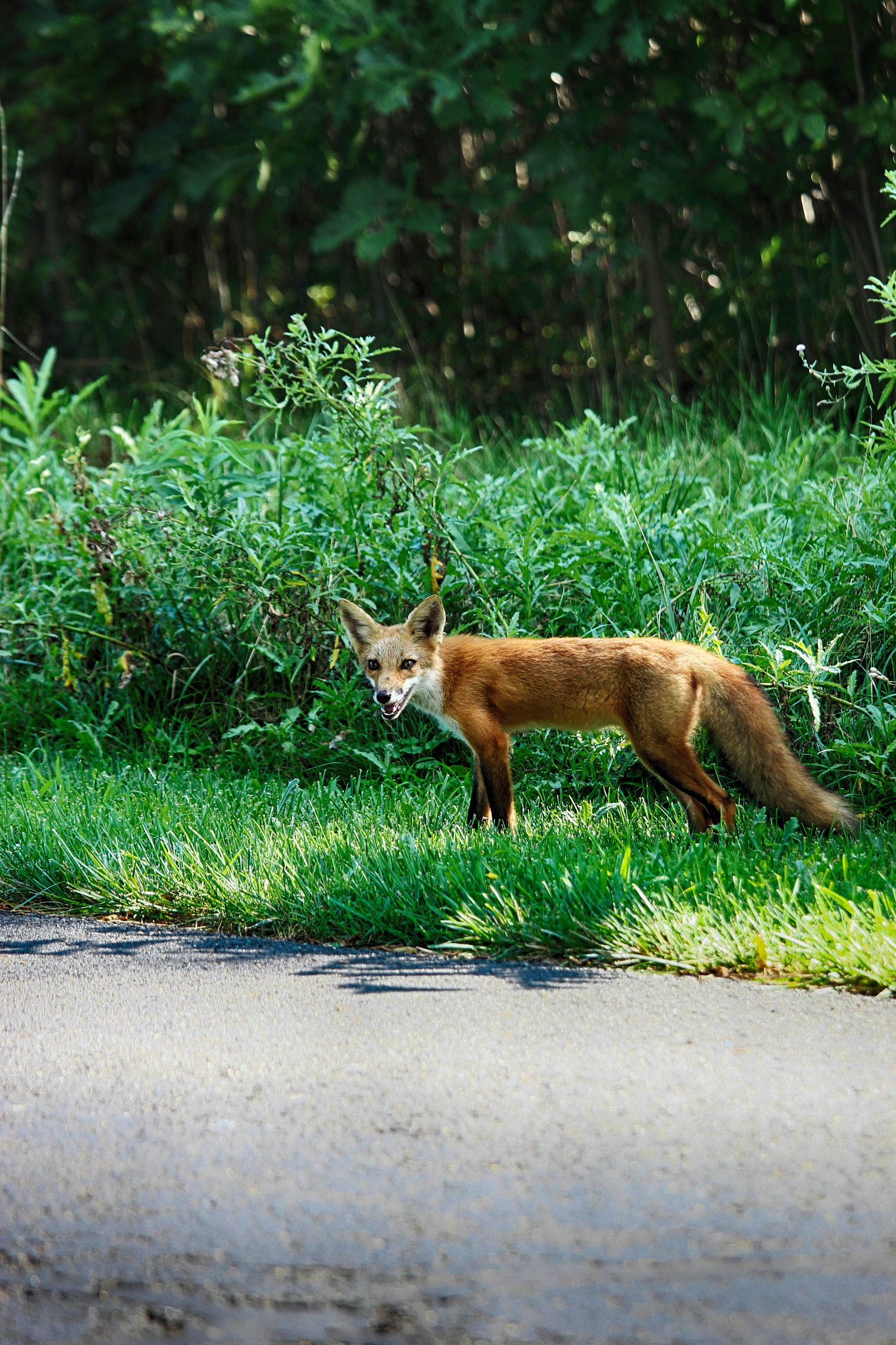Canon EF 70-200mm F4L IS USM sample photo. Farms photography