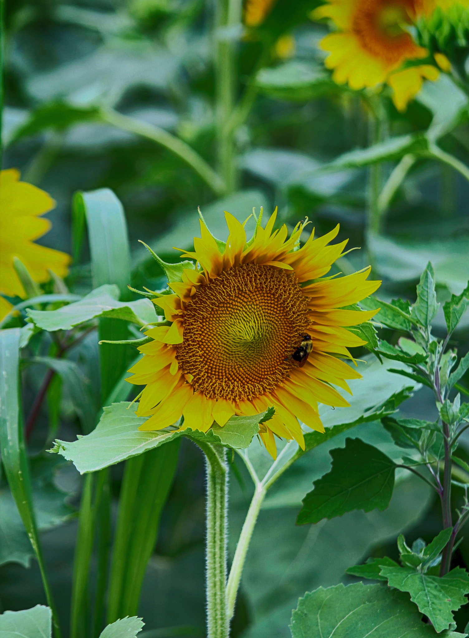Canon EF 70-200mm F4L IS USM sample photo. Farms photography