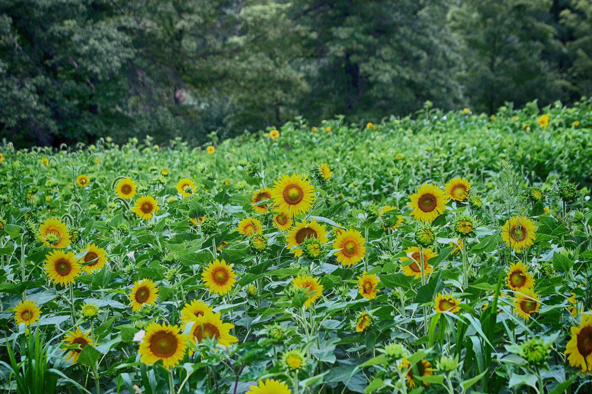 Canon EF 70-200mm F4L IS USM sample photo. Farms photography