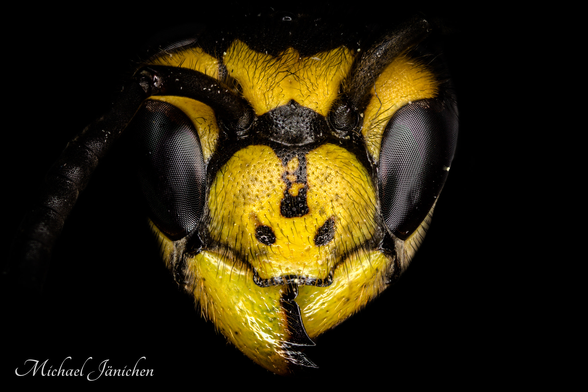Canon MP-E 65mm F2.5 1-5x Macro Photo sample photo. The wasp photography