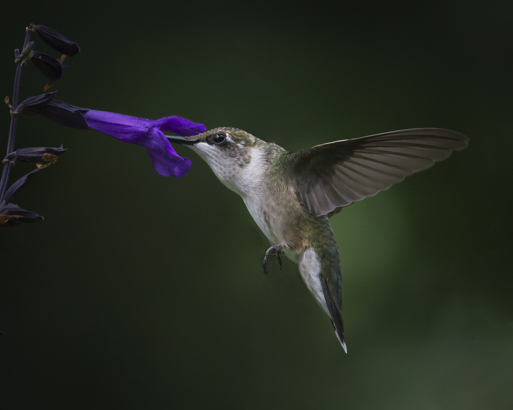 Nikon Nikkor AF-S 300mm F4E PF ED VR sample photo. Hummingbird photography