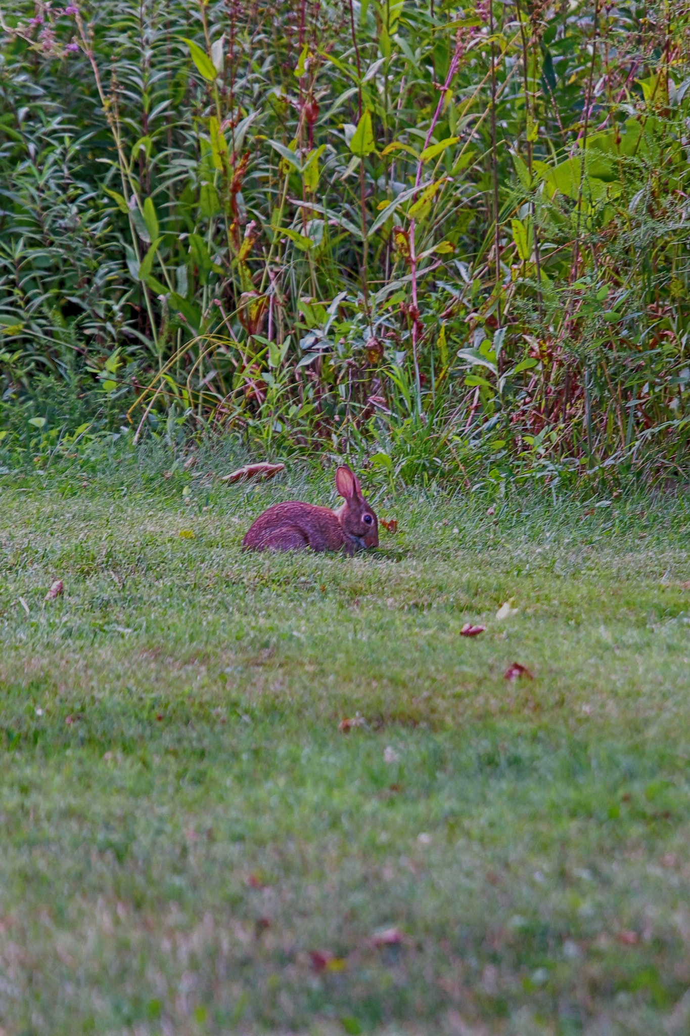 Canon EF 70-200mm F4L IS USM sample photo. Farms photography