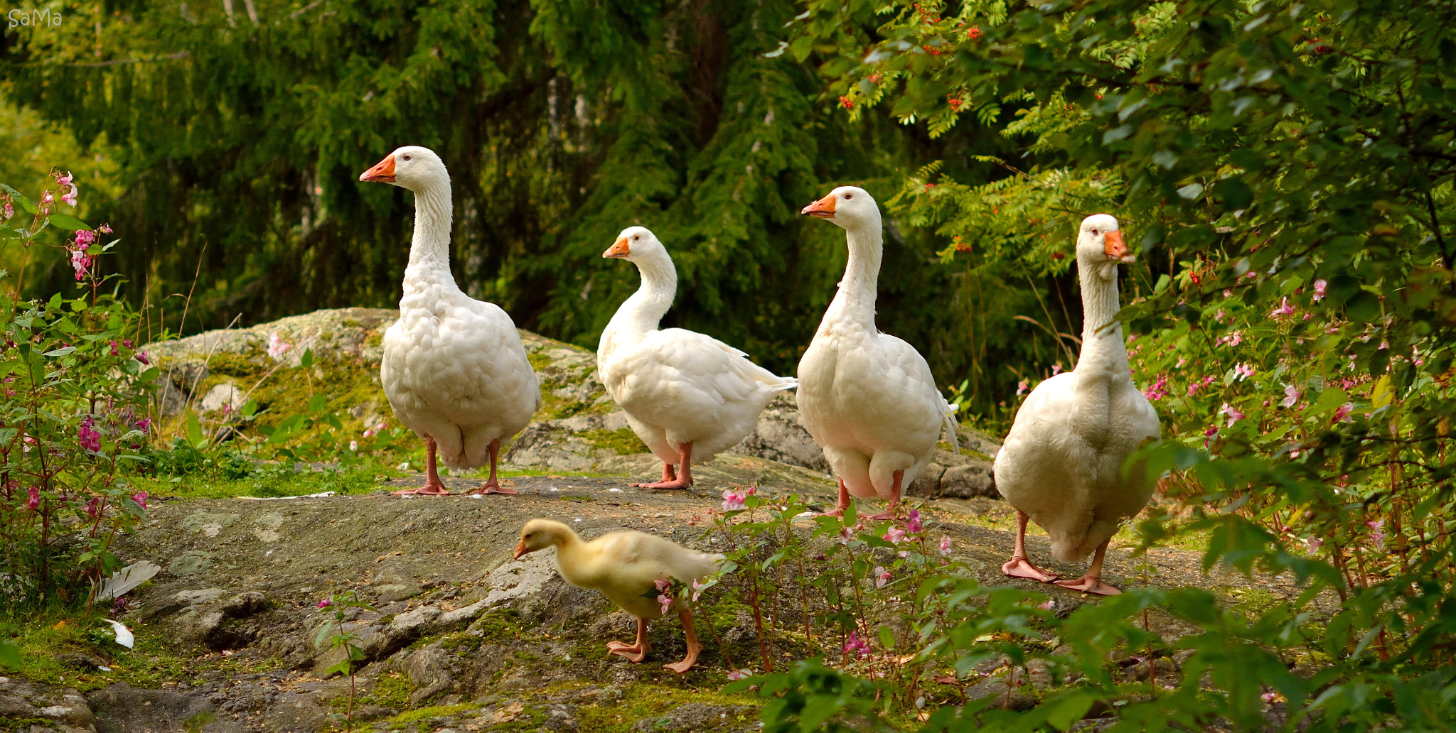 Nikon AF-S Micro-Nikkor 60mm F2.8G ED sample photo. Goose family photography