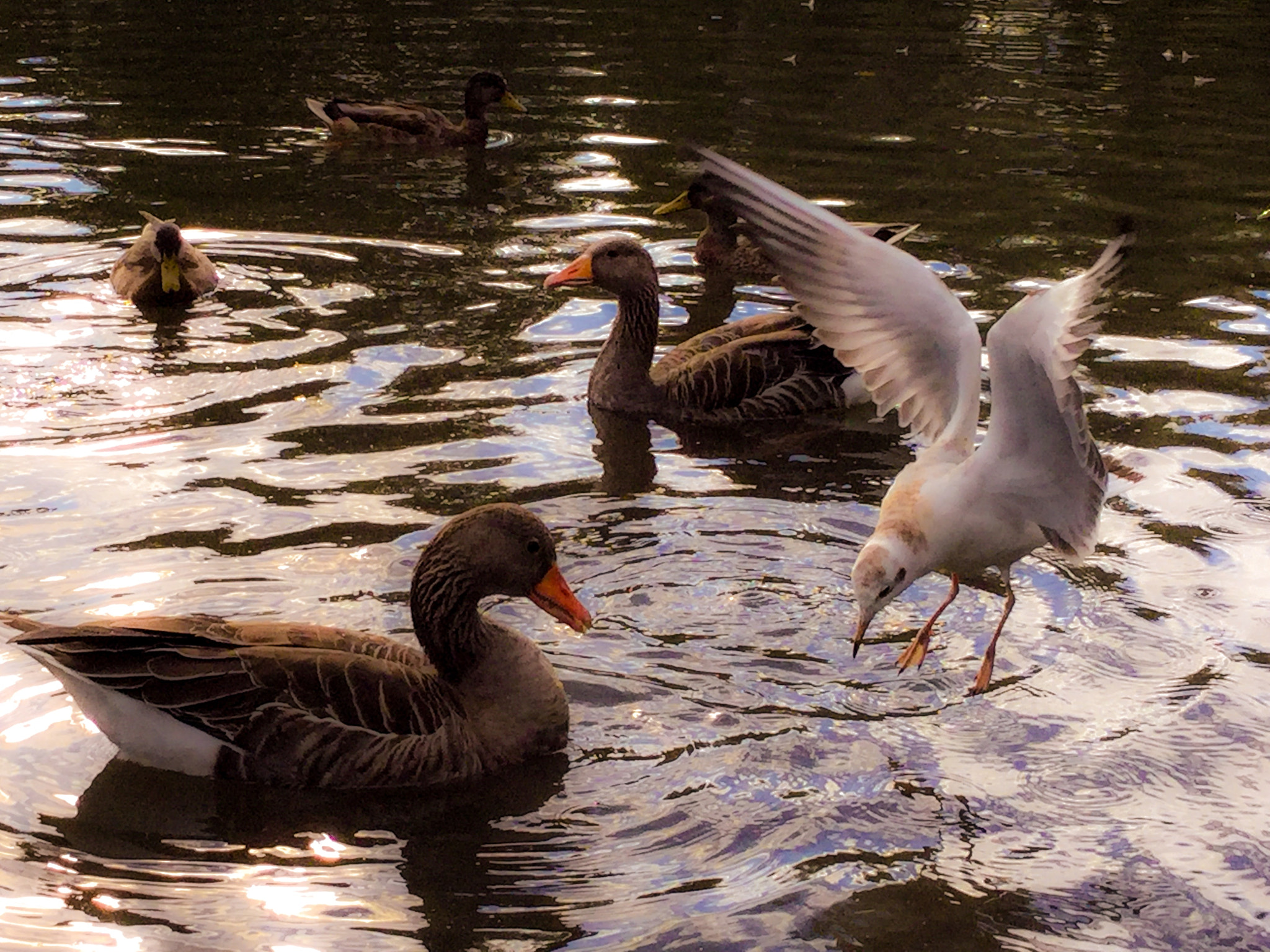 iPad Air 2 back camera 3.3mm f/2.4 sample photo. 'caught, again' photography
