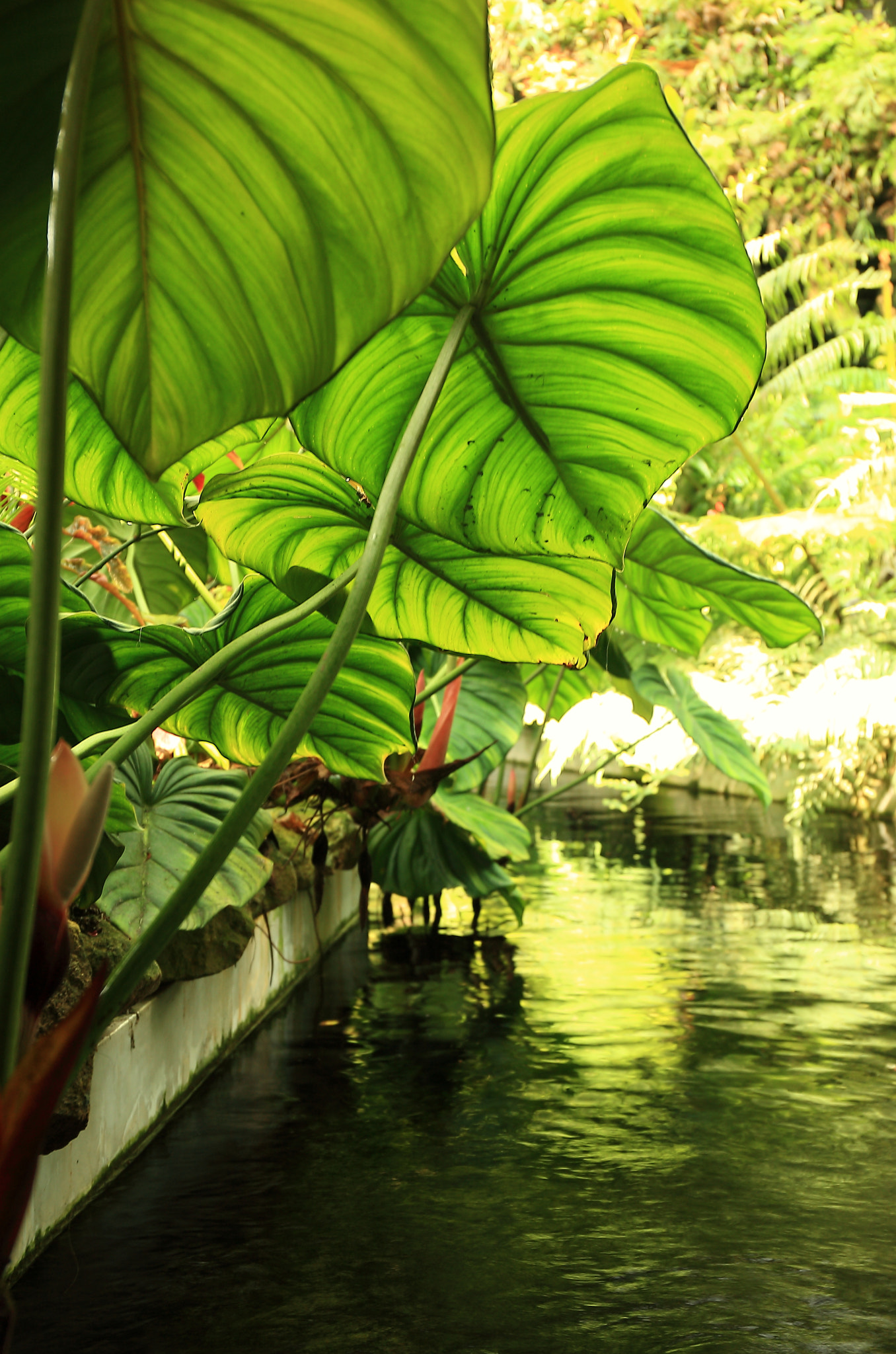 Canon EF 24-70mm F4L IS USM sample photo. Foliage photography