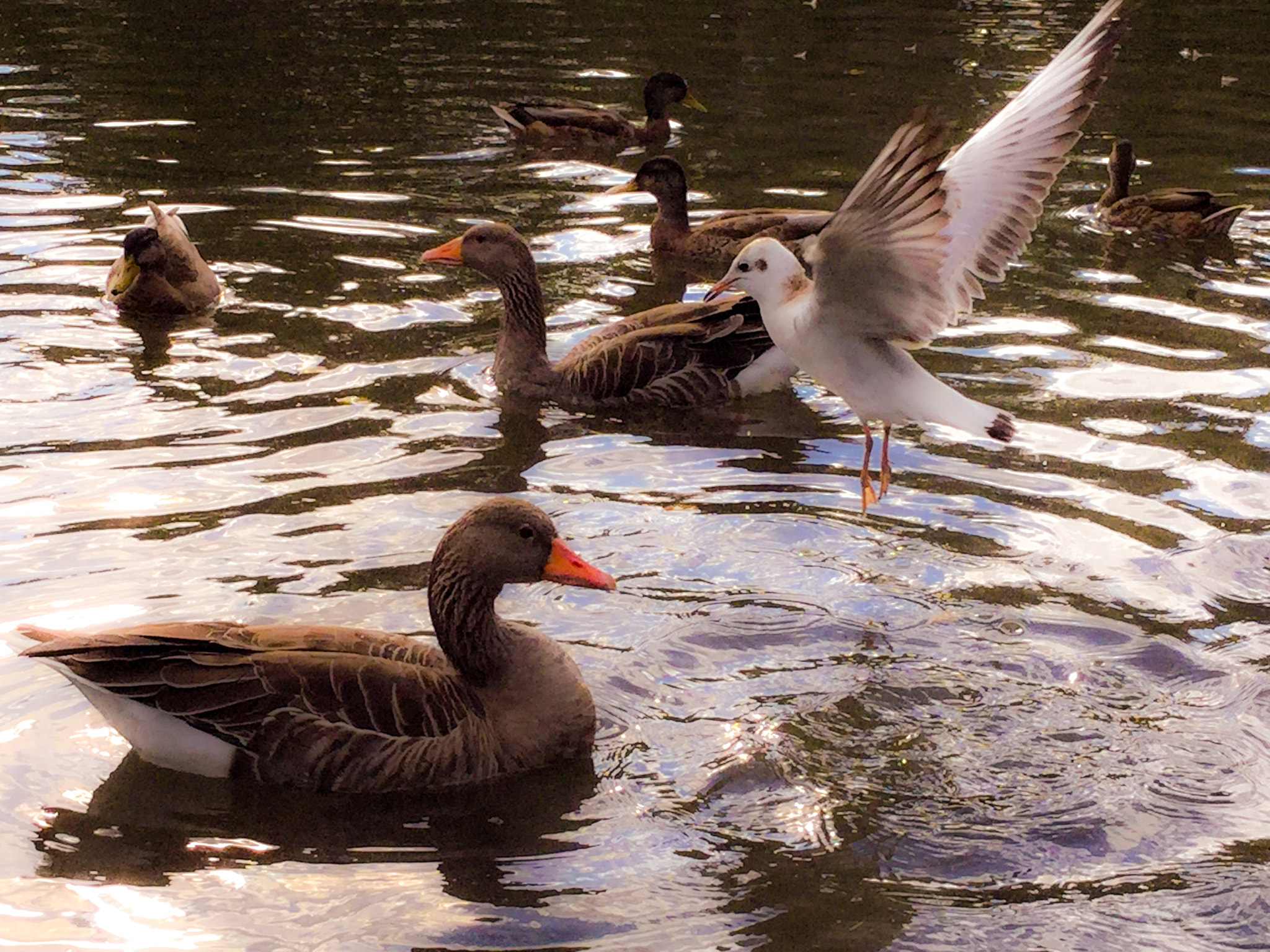 iPad Air 2 back camera 3.3mm f/2.4 sample photo. 'foodtheft' photography