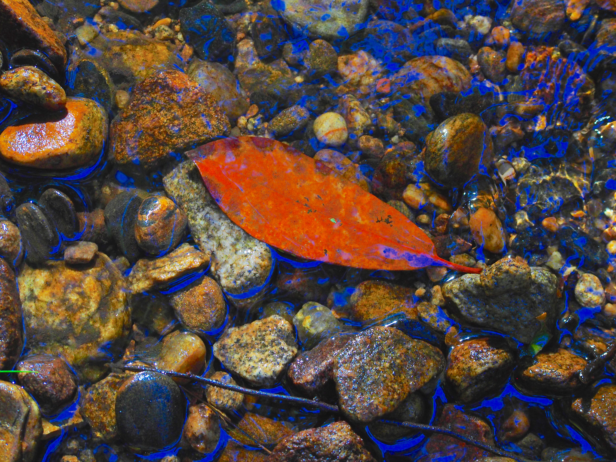 Olympus PEN E-PL6 sample photo. Leaf and rocks photography