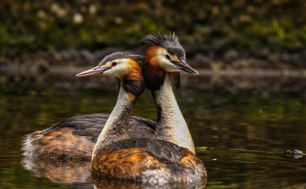 Tamron SP 150-600mm F5-6.3 Di VC USD sample photo. ***female and male great crested grebe*** photography