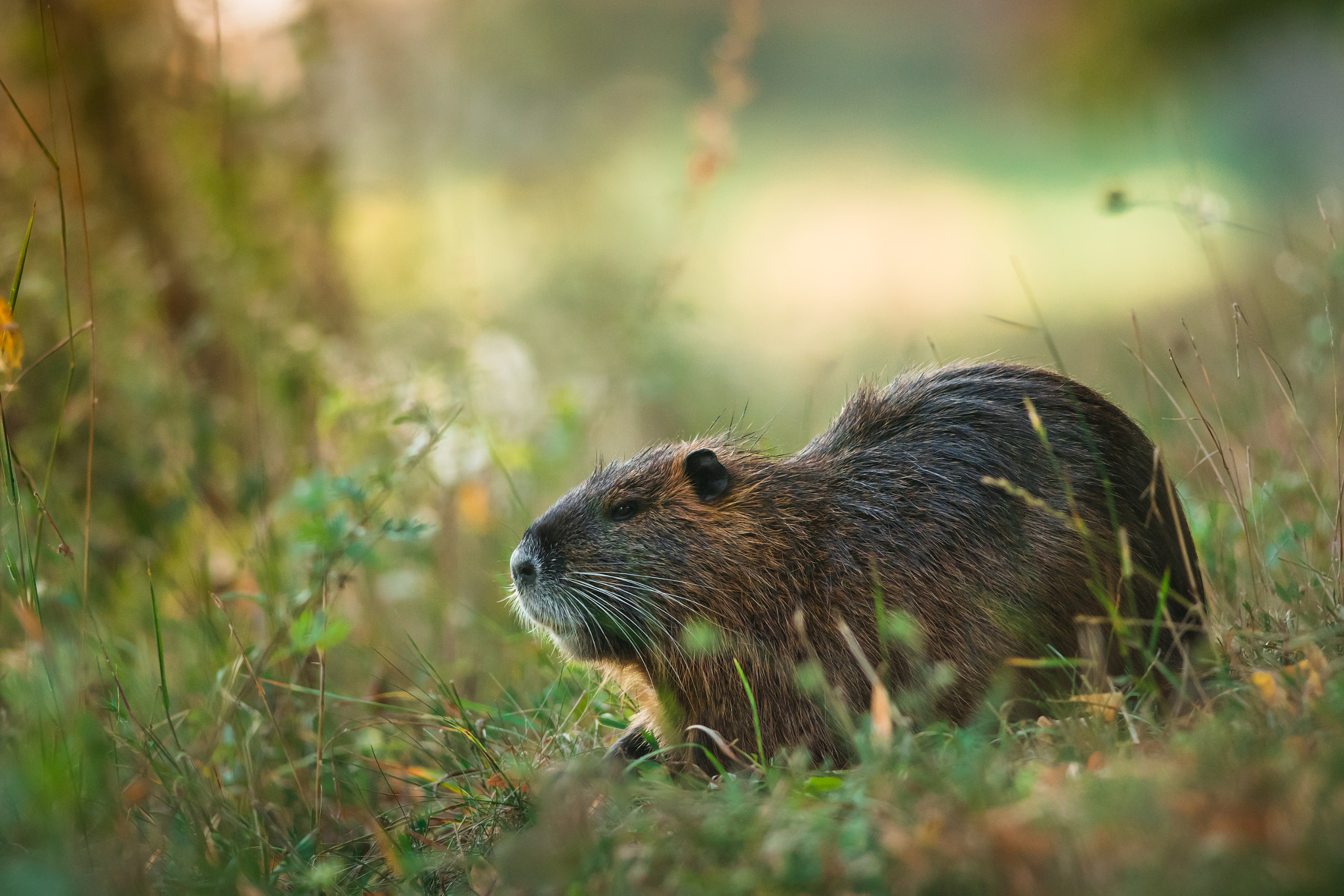 Nikon D500 + Nikon AF-S Nikkor 300mm F4D ED-IF sample photo. Coypu photography