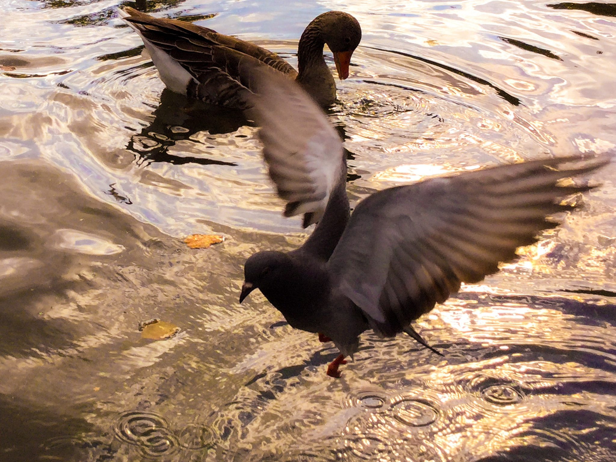 iPad Air 2 back camera 3.3mm f/2.4 sample photo. 'wingedfriends' photography