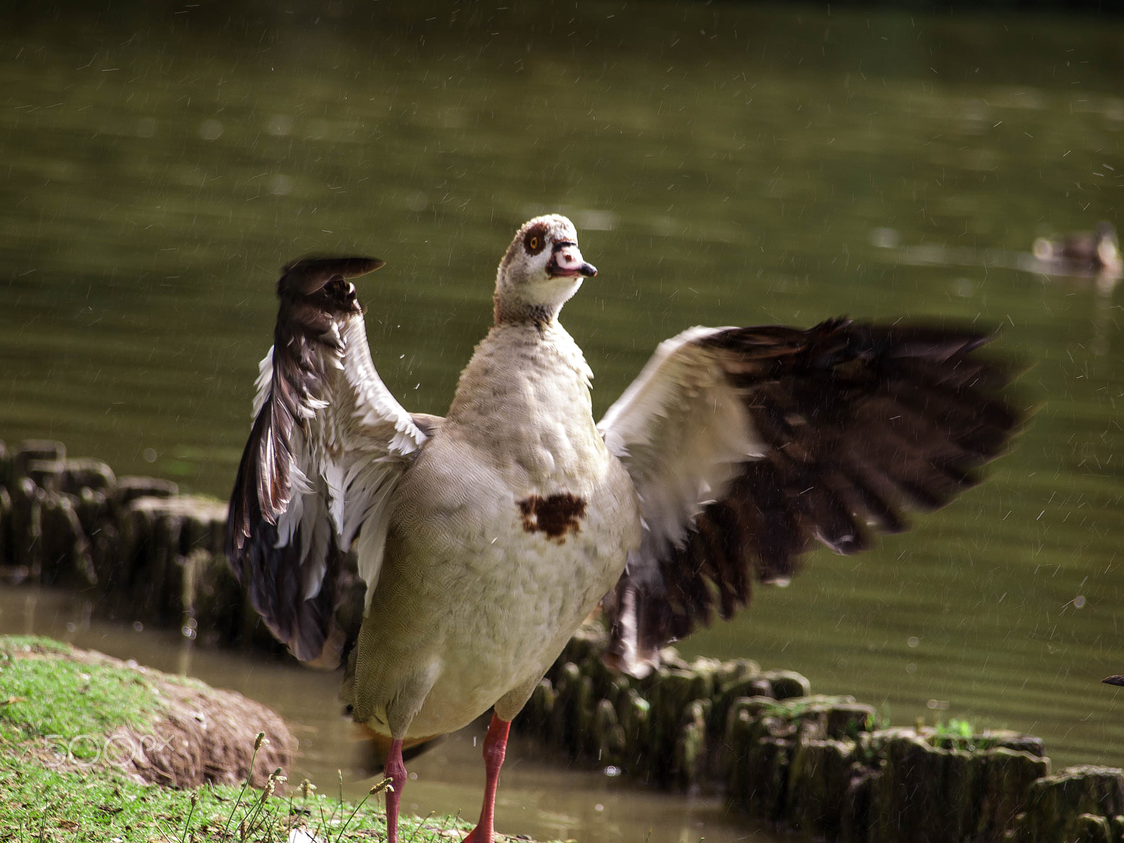 Olympus Zuiko Digital ED 40-150mm F4.0-5.6 sample photo. Goose photography