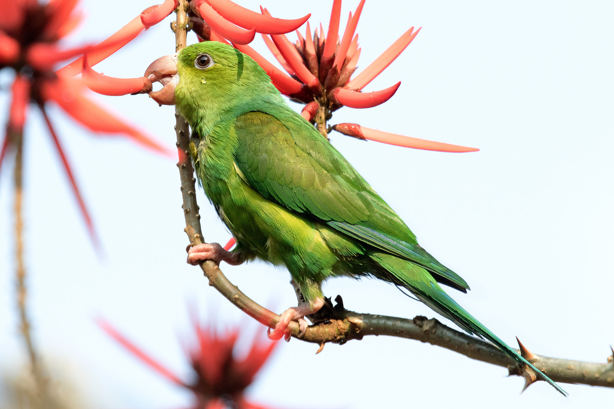 Canon EOS 7D Mark II + Canon EF 100-400mm F4.5-5.6L IS USM sample photo. Colours of brazil  photography